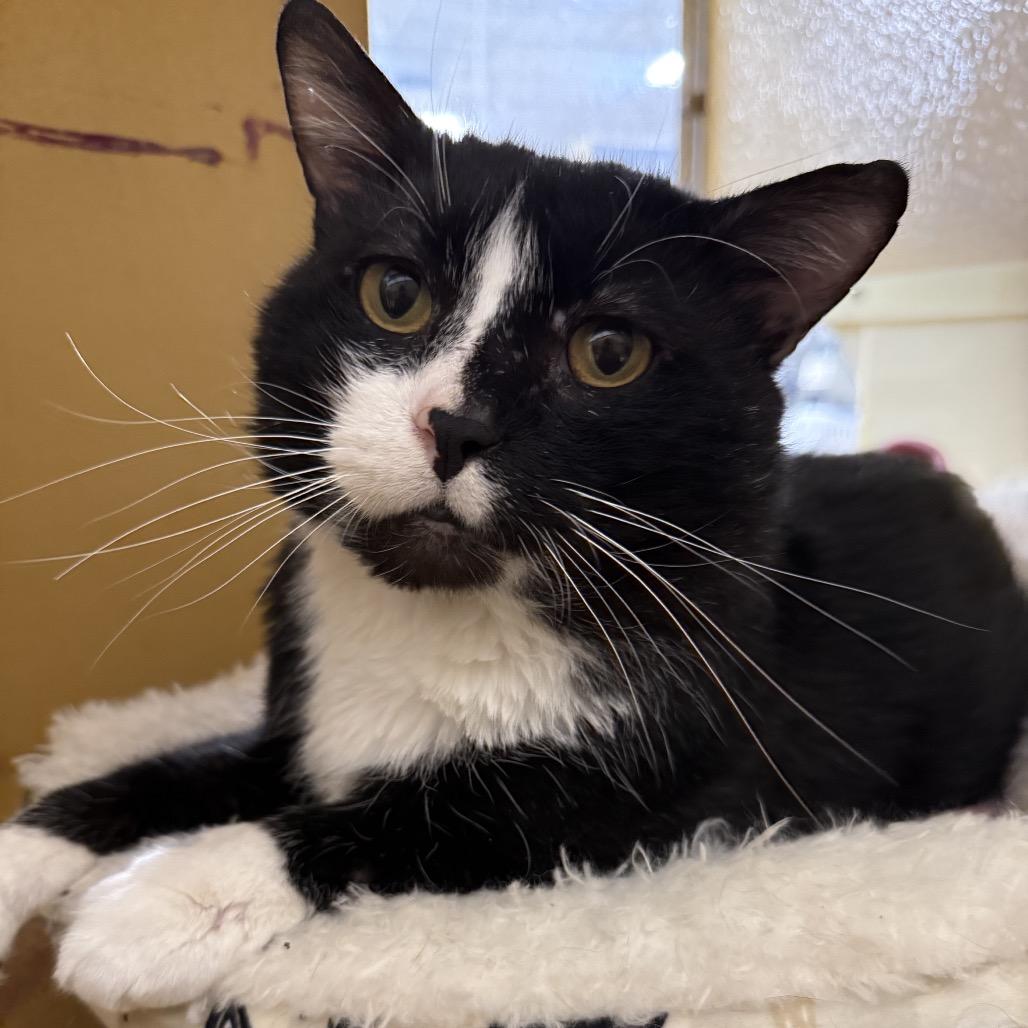 King Henry, a Adoptable Domestic Short Hair in Pleasant Hill, MO image 1/3