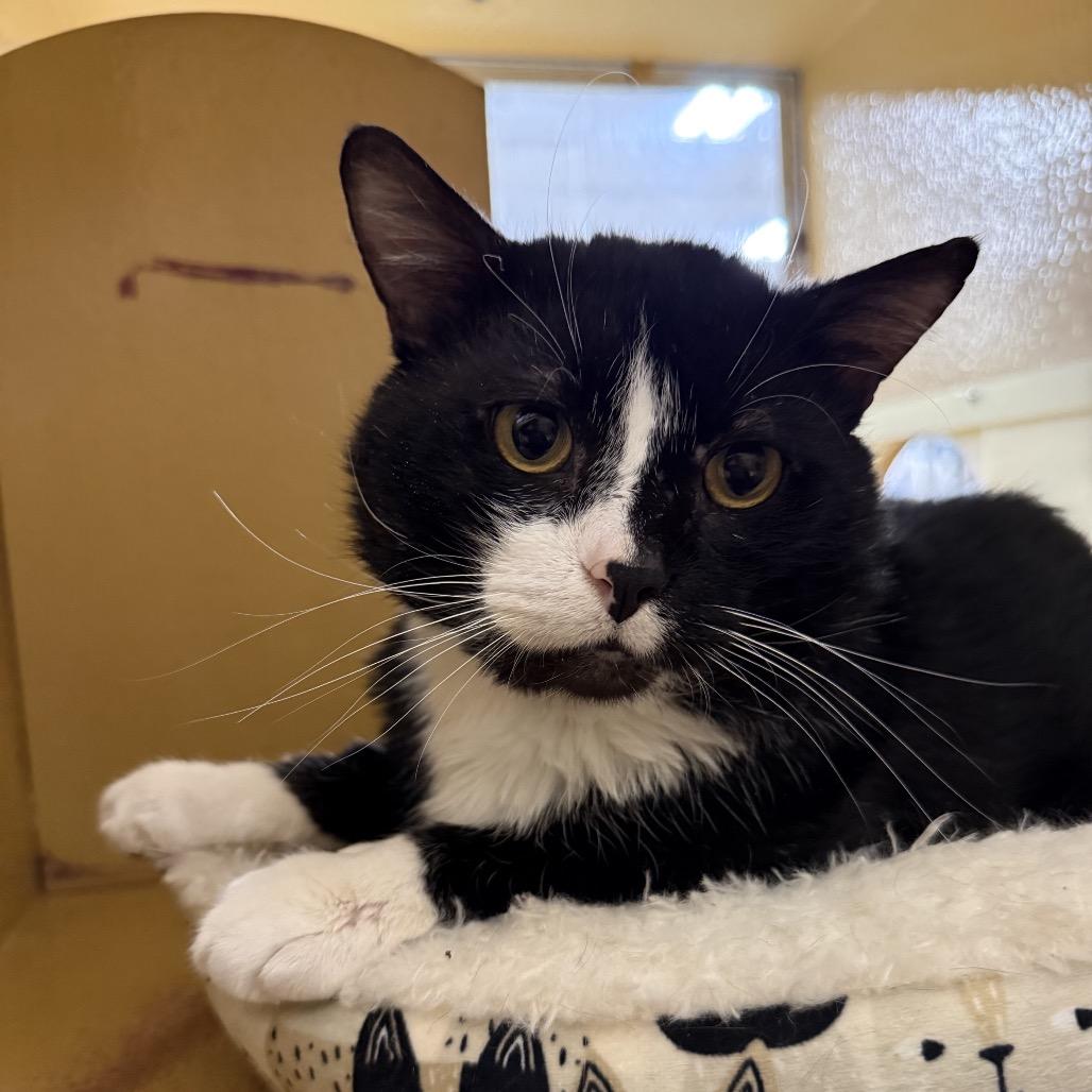 King Henry, a Adoptable Domestic Short Hair in Pleasant Hill, MO image 2/3