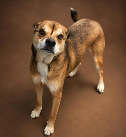 Tucker, Adoptable, Adult Male Shepherd & Mixed Breed.