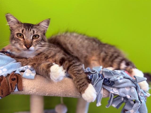 Enlarge EDAMAME, a Adoptable Domestic Medium Hair in San Martin, CA image 1/1