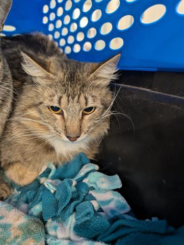 Enlarge EDAMAME, a Adoptable Domestic Short Hair in San Martin, CA image 1/1