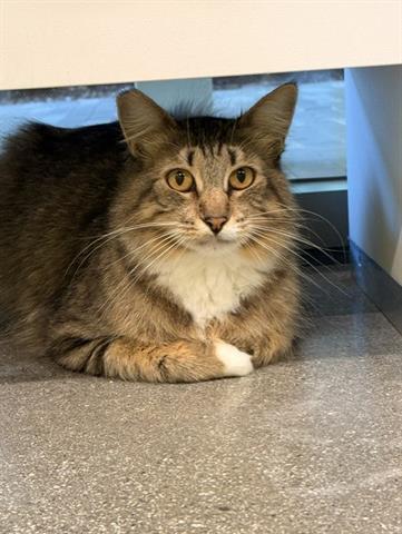EDAMAME, Adoptable, Adult Female Domestic Short Hair.