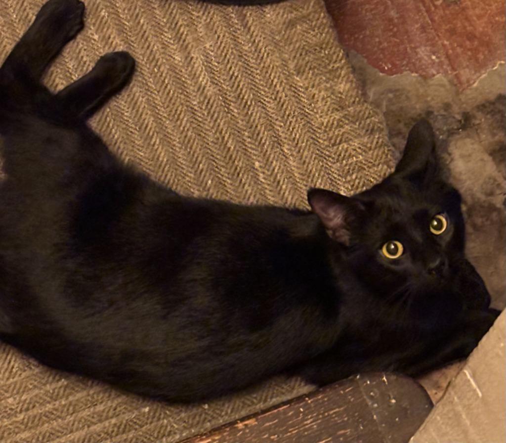 Midnight Man, Adoptable, Kitten Male Domestic Short Hair.