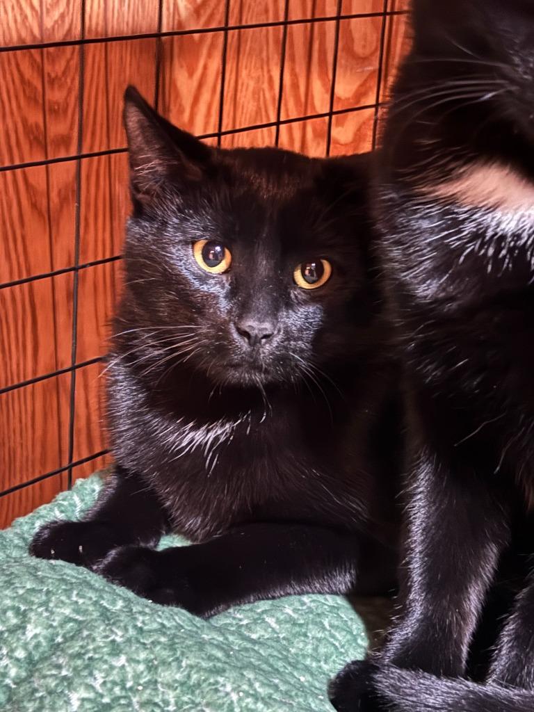 Midnight Man, Adoptable, Young Male Domestic Short Hair.