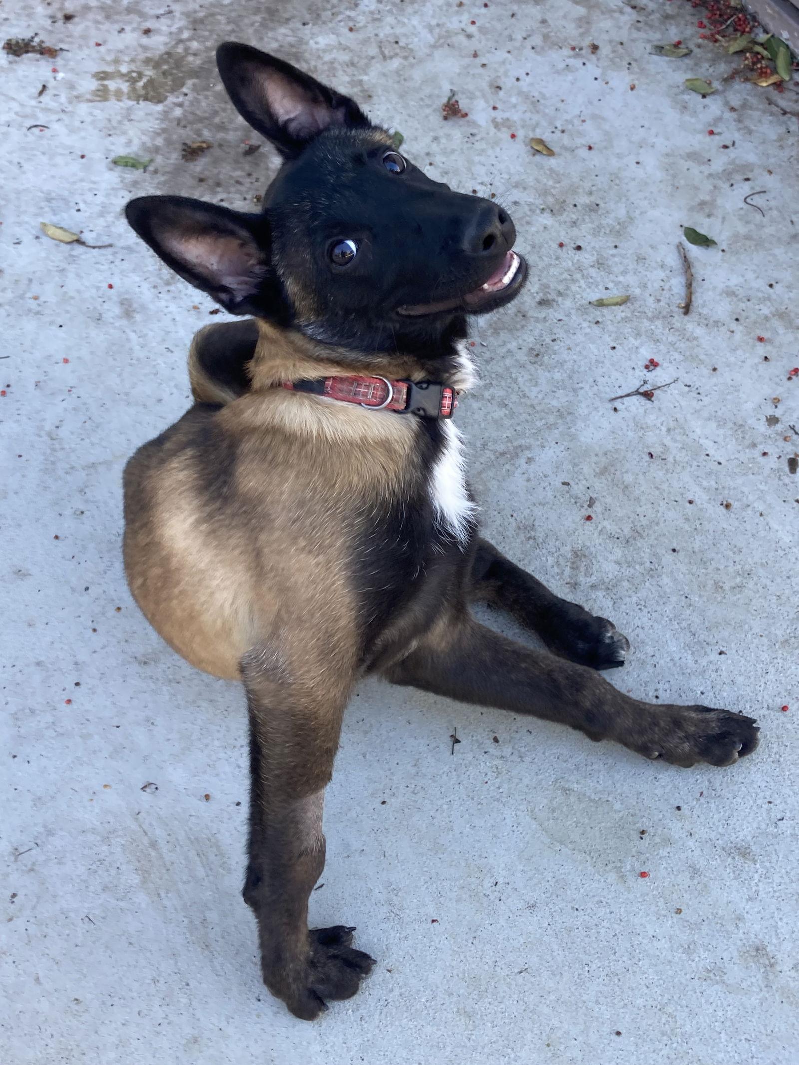 Cairo, Adoptable, Puppy Male Belgian Shepherd / Malinois.