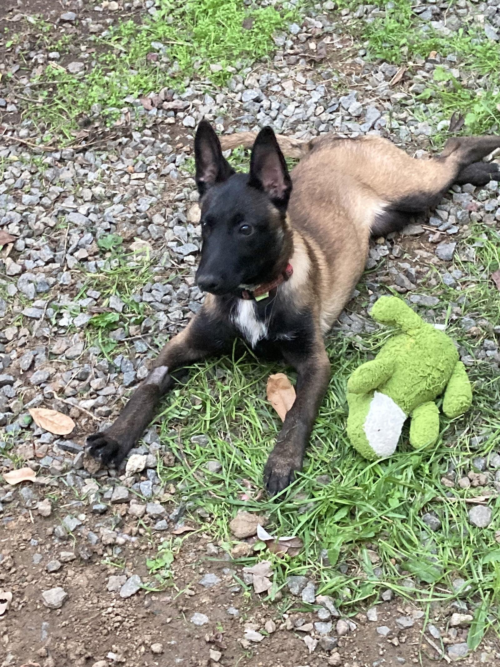 Enlarge Cairo, a Adoptable Belgian Shepherd / Malinois in San Diego, CA image 2/3