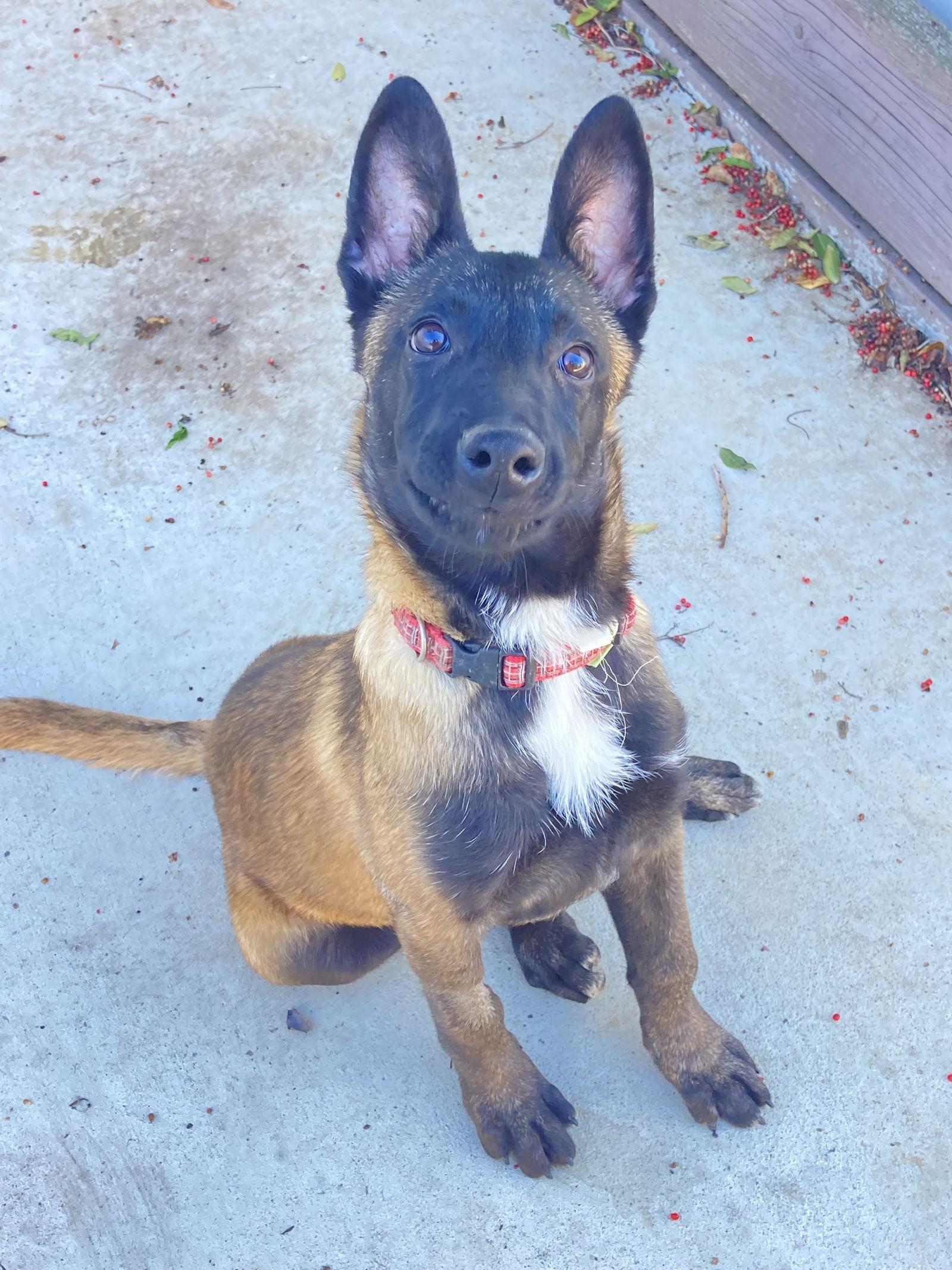 Enlarge Cairo, a Adoptable Belgian Shepherd / Malinois in San Diego, CA image 3/3
