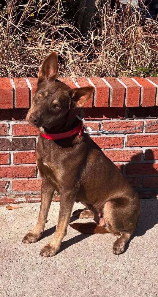 Enlarge Dakotah, a Adoptable mixed breed in Statesboro, GA image 1/3