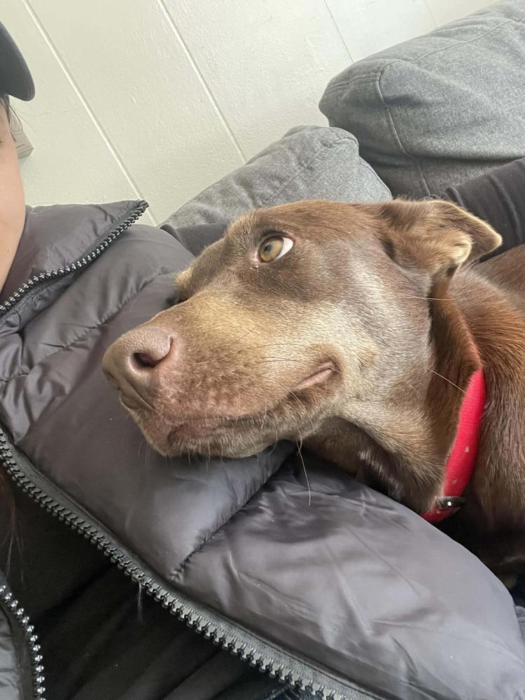 Enlarge Dakotah, a Adoptable mixed breed in Statesboro, GA image 2/3