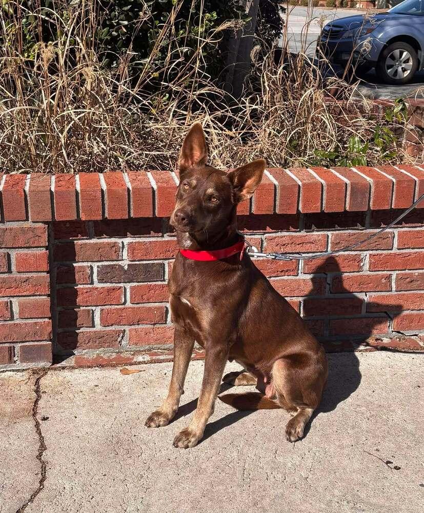 Enlarge Dakotah, a Adoptable mixed breed in Statesboro, GA image 3/3