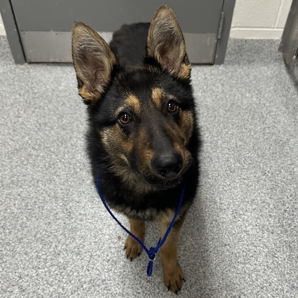 Jasmine, Adoptable, Young Female German Shepherd Dog.