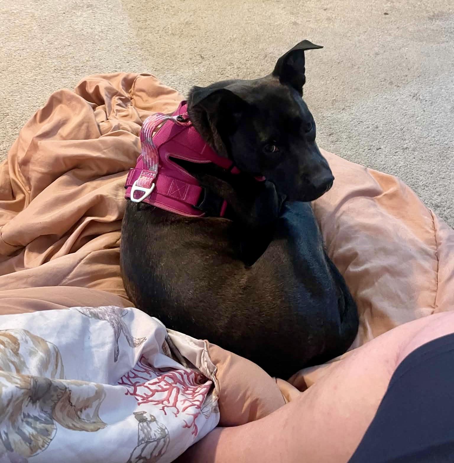 Enlarge Foxie (in foster), a Adoptable mixed breed in Petersburg, VA image 3/6