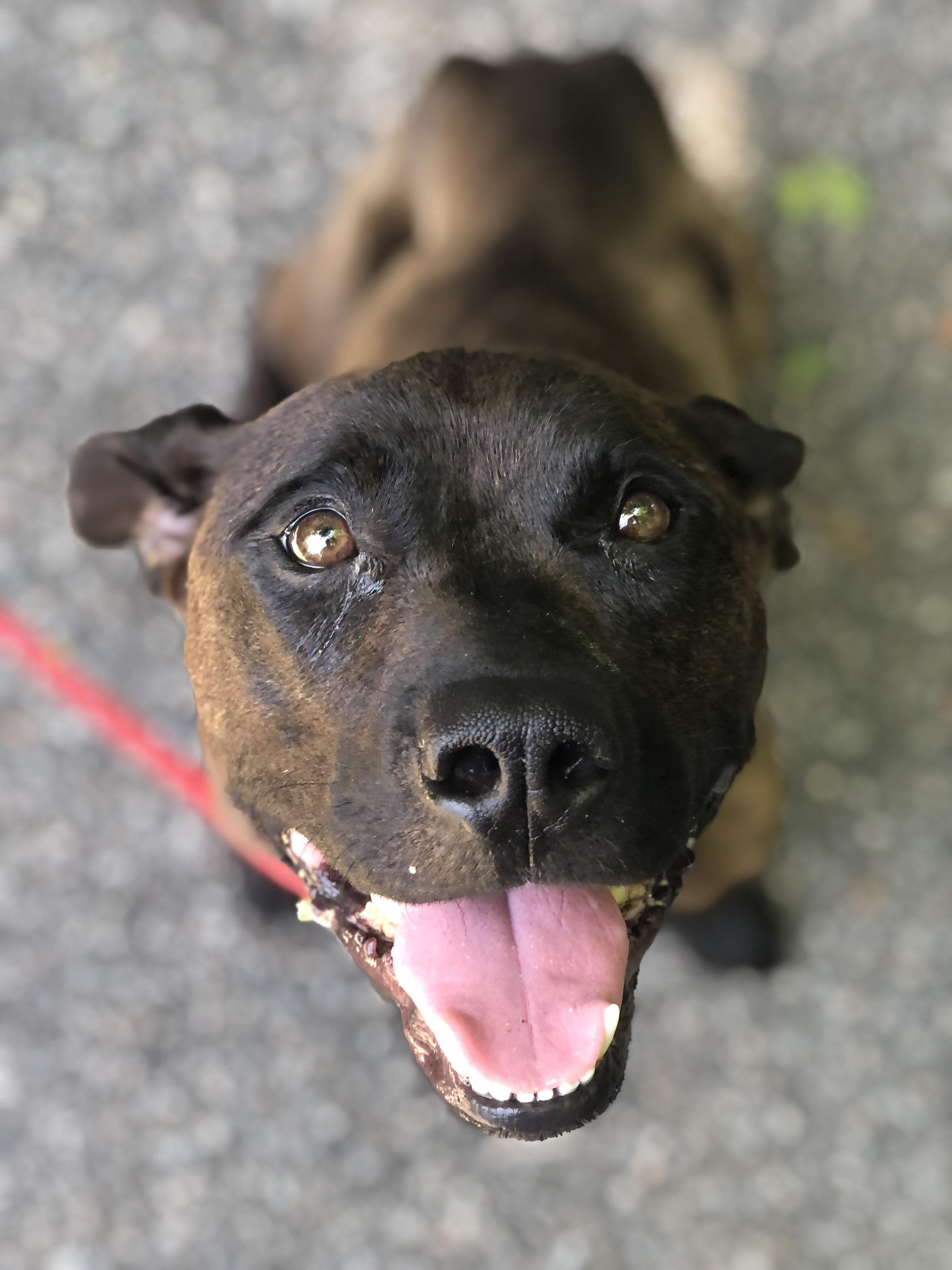 Foxie, Adoptable, Young Female Dutch Shepherd.