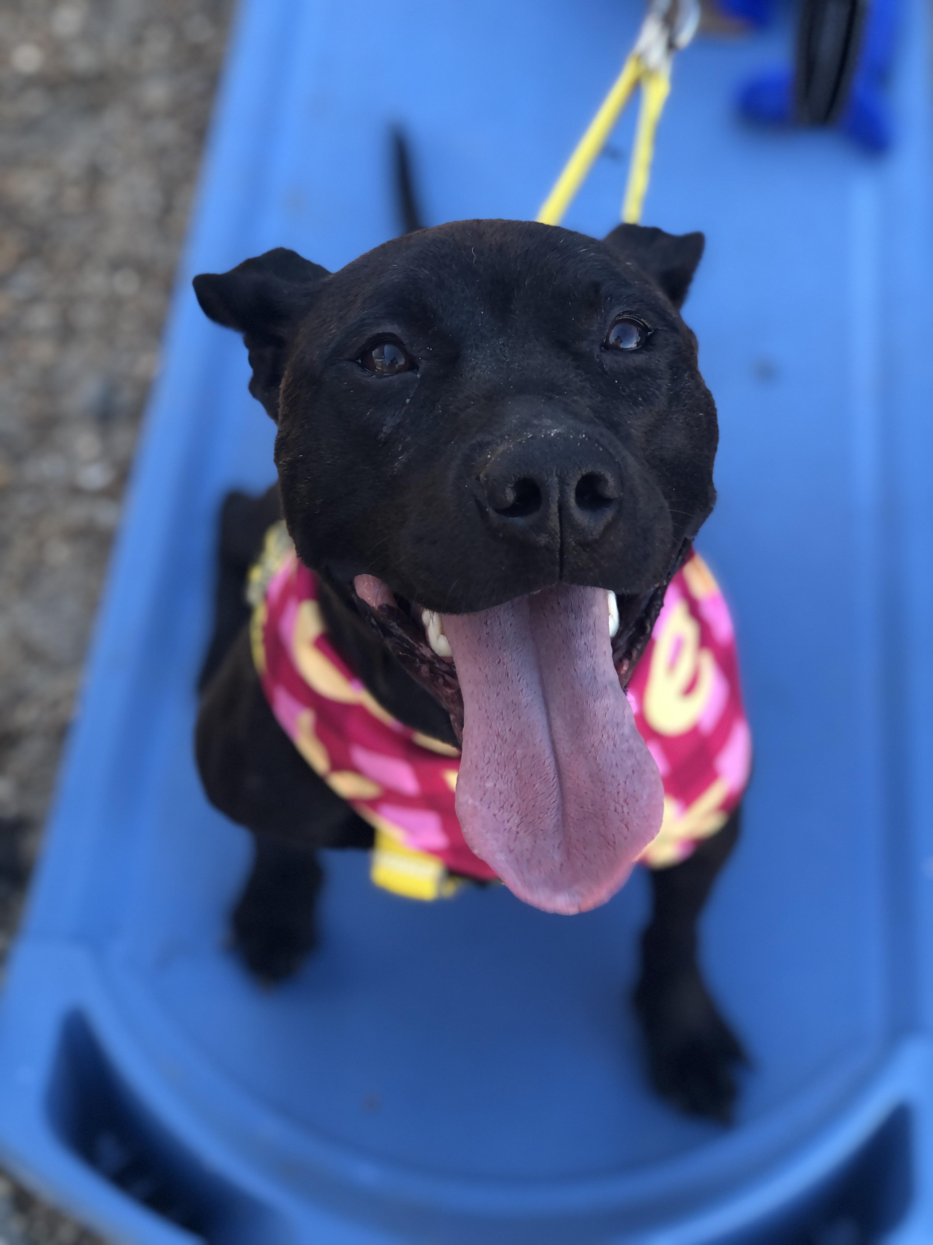 Foxie, a Adoptable mixed breed in Petersburg, VA image 2/6