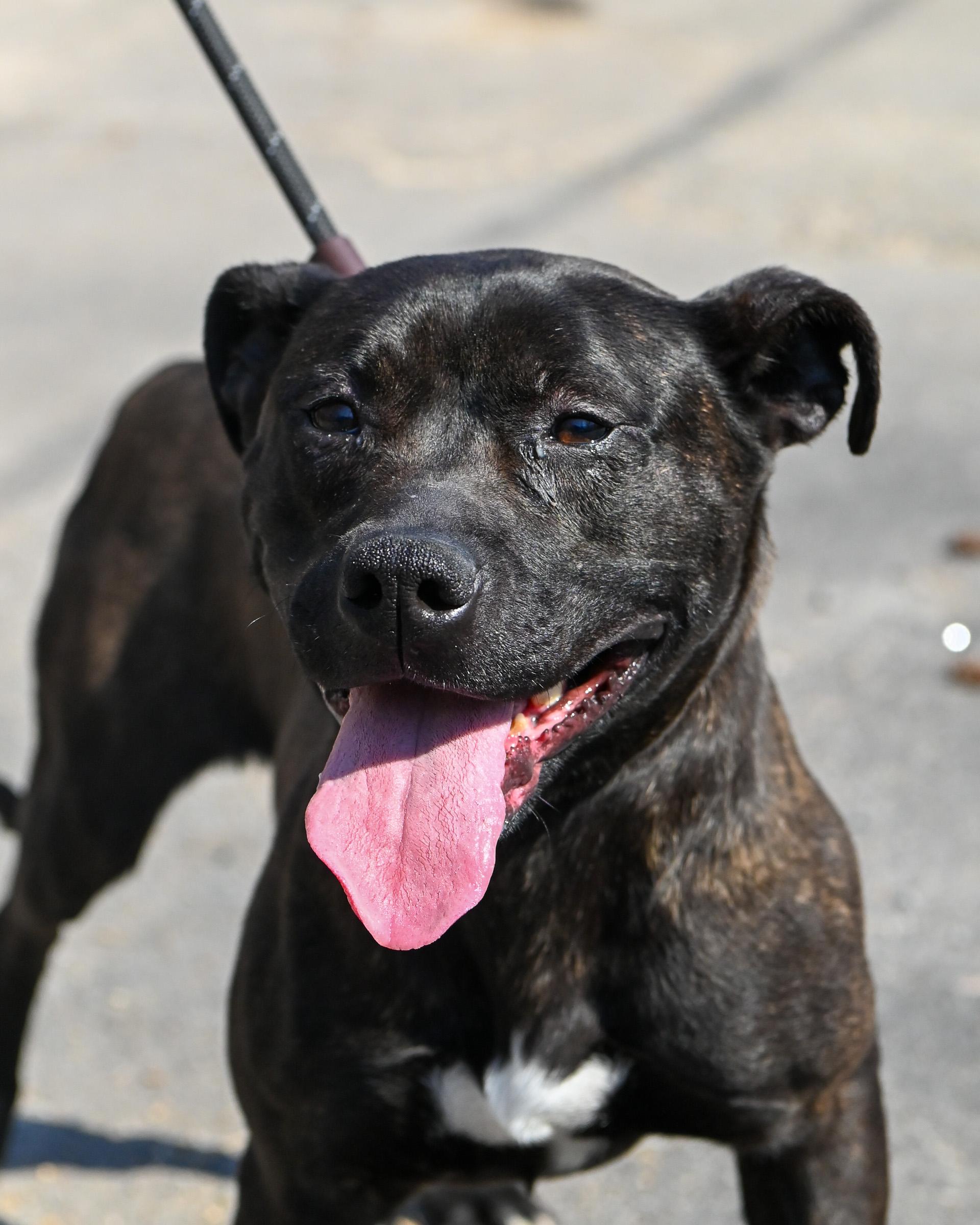 Enlarge Foxie, a Adoptable mixed breed in Petersburg, VA image 3/6