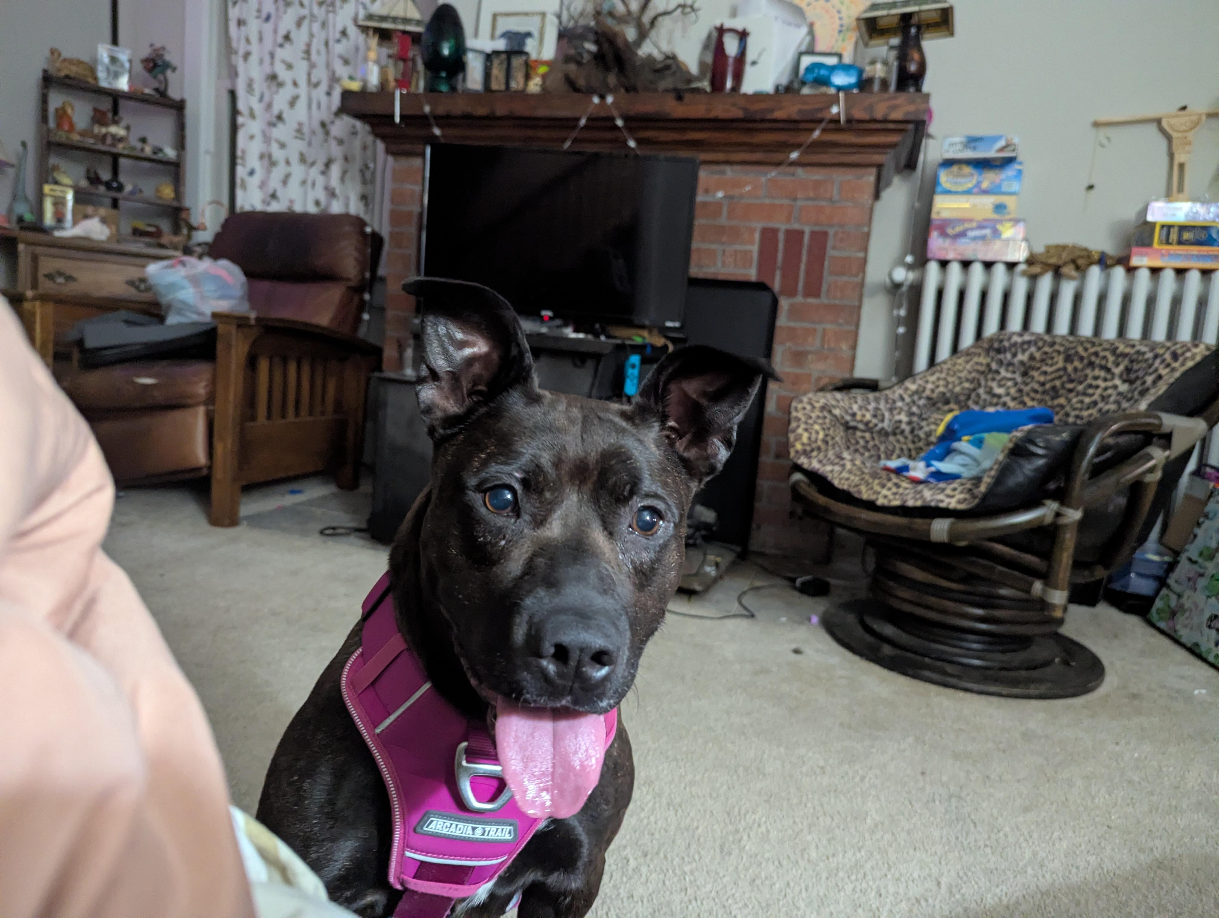 Enlarge Foxie (in foster), a Adoptable mixed breed in Petersburg, VA image 2/6