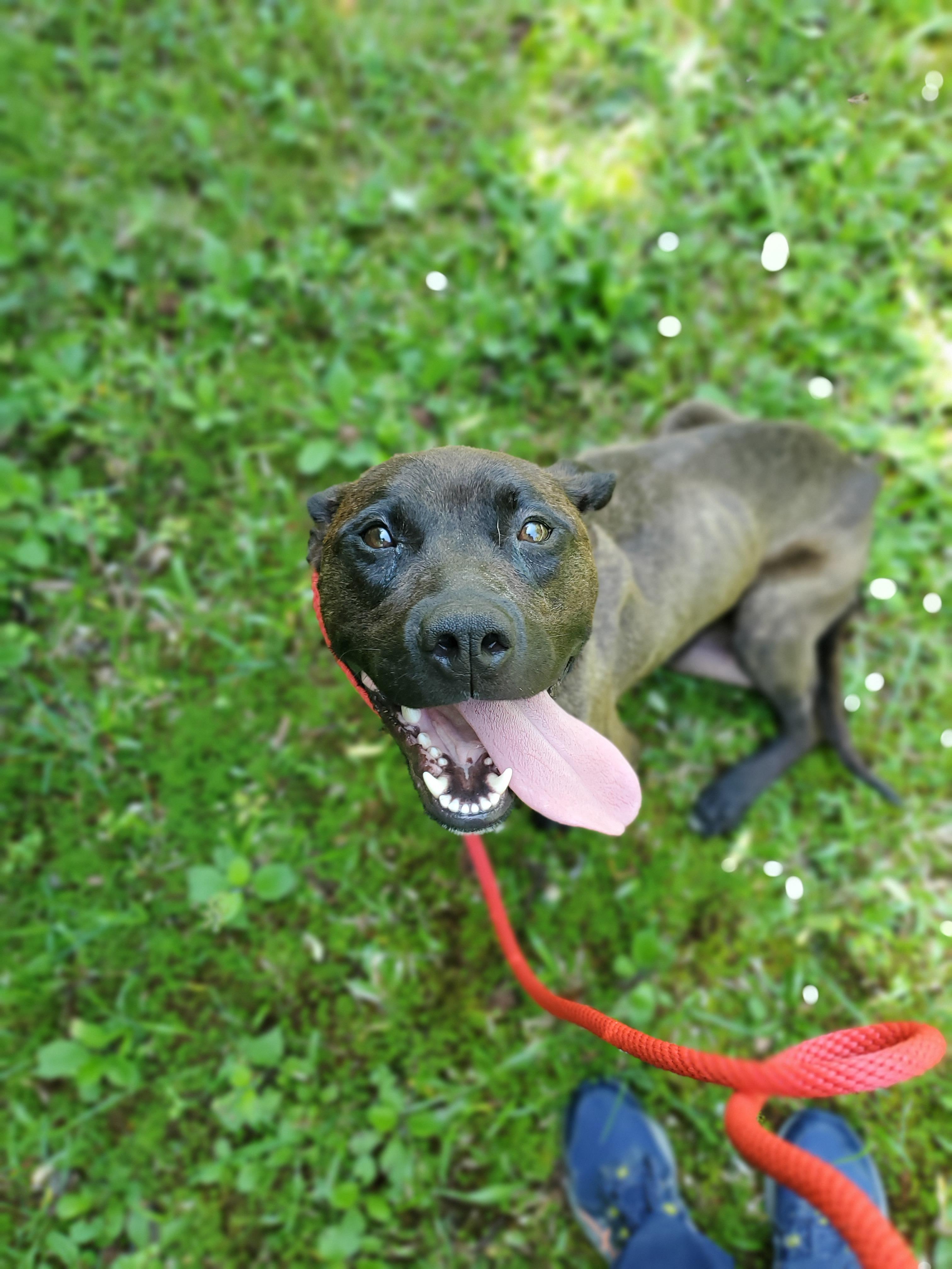 Enlarge Foxie, a Adoptable mixed breed in Petersburg, VA image 4/6