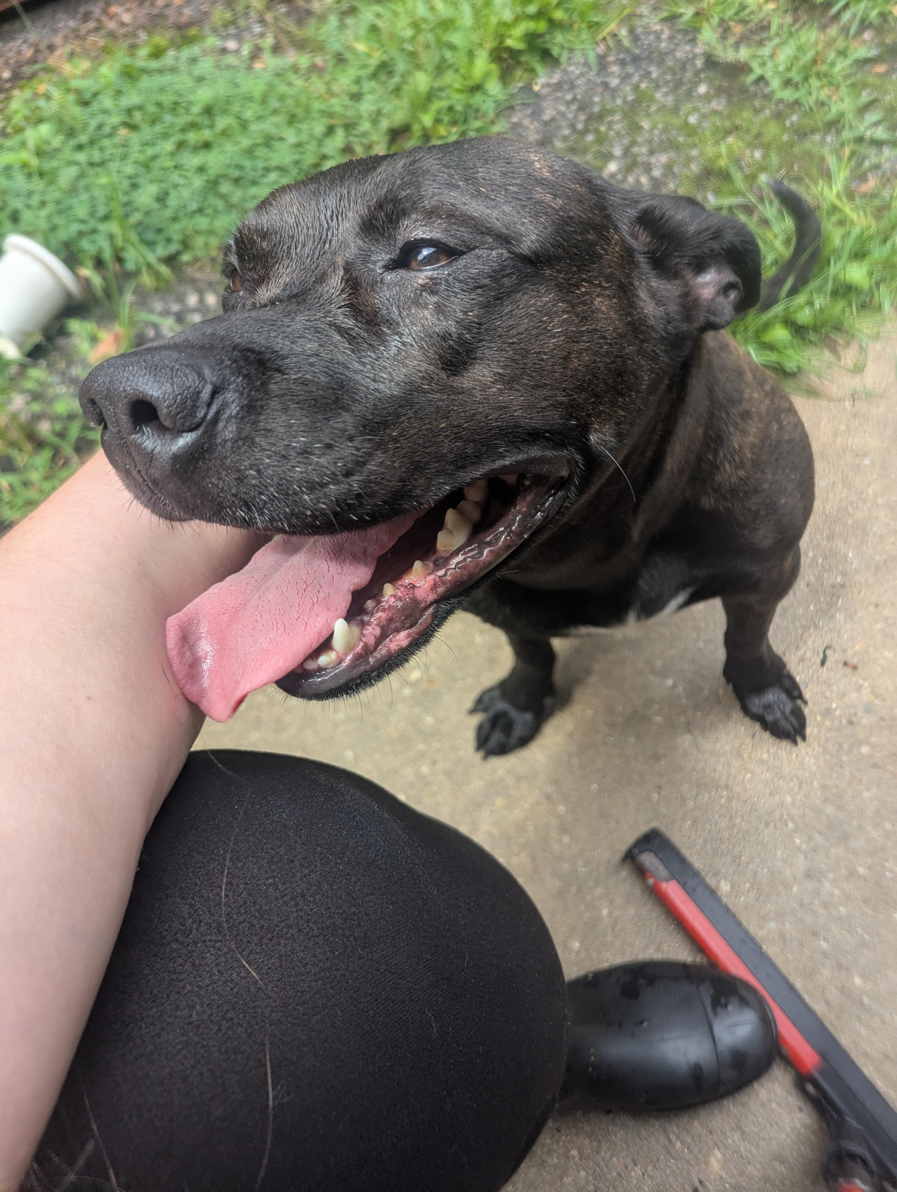 Enlarge Foxie (in foster), a Adoptable mixed breed in Petersburg, VA image 6/6