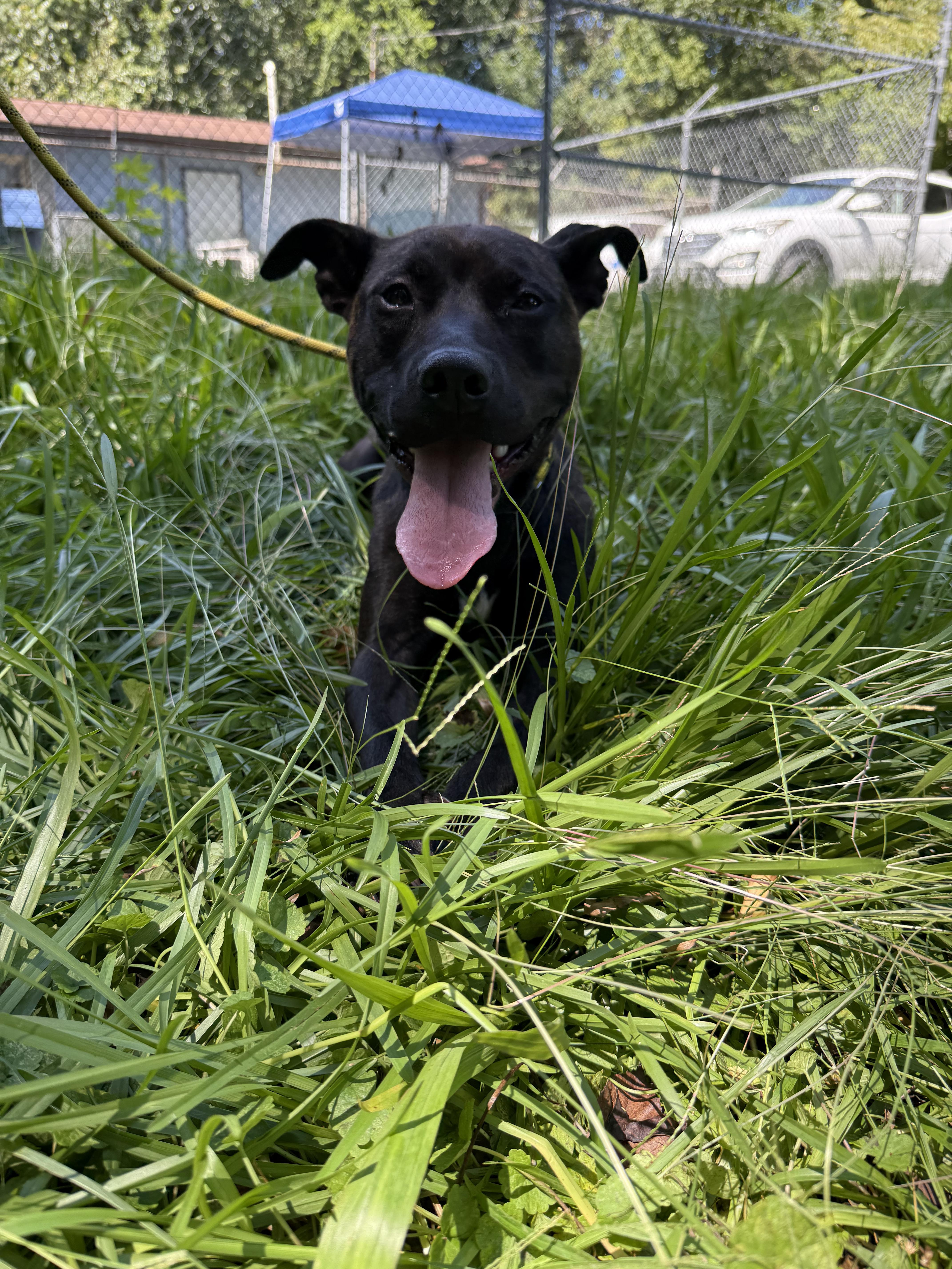 Foxie, a Adoptable mixed breed in Petersburg, VA image 4/6