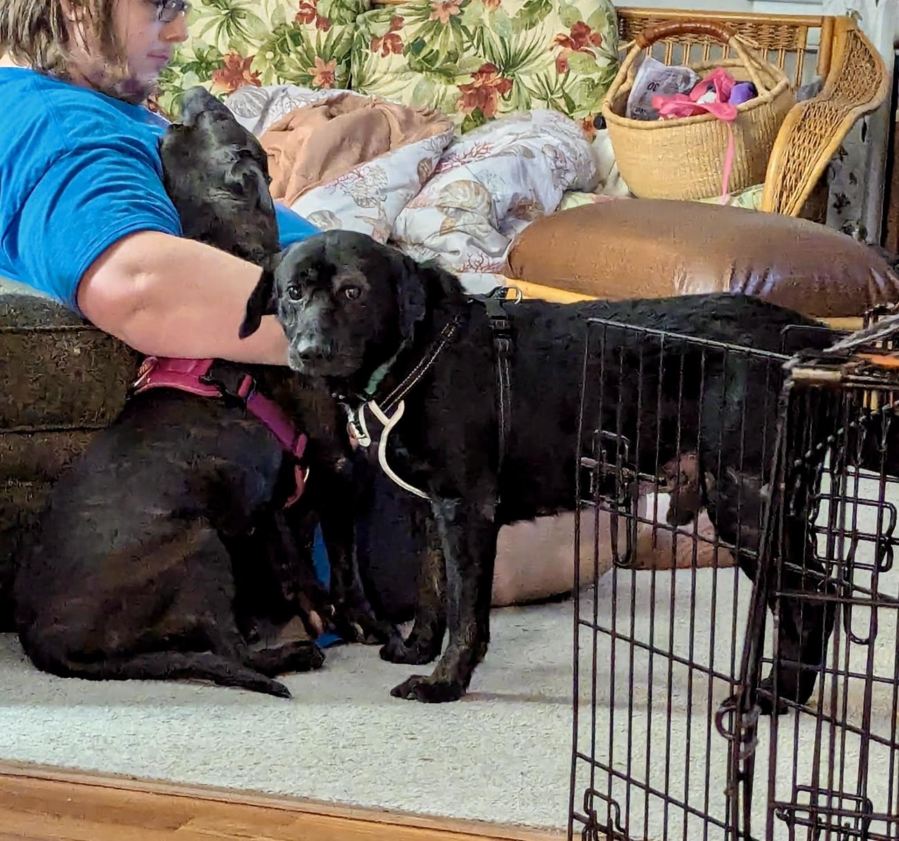 Enlarge Foxie (in foster), a Adoptable mixed breed in Petersburg, VA image 5/6
