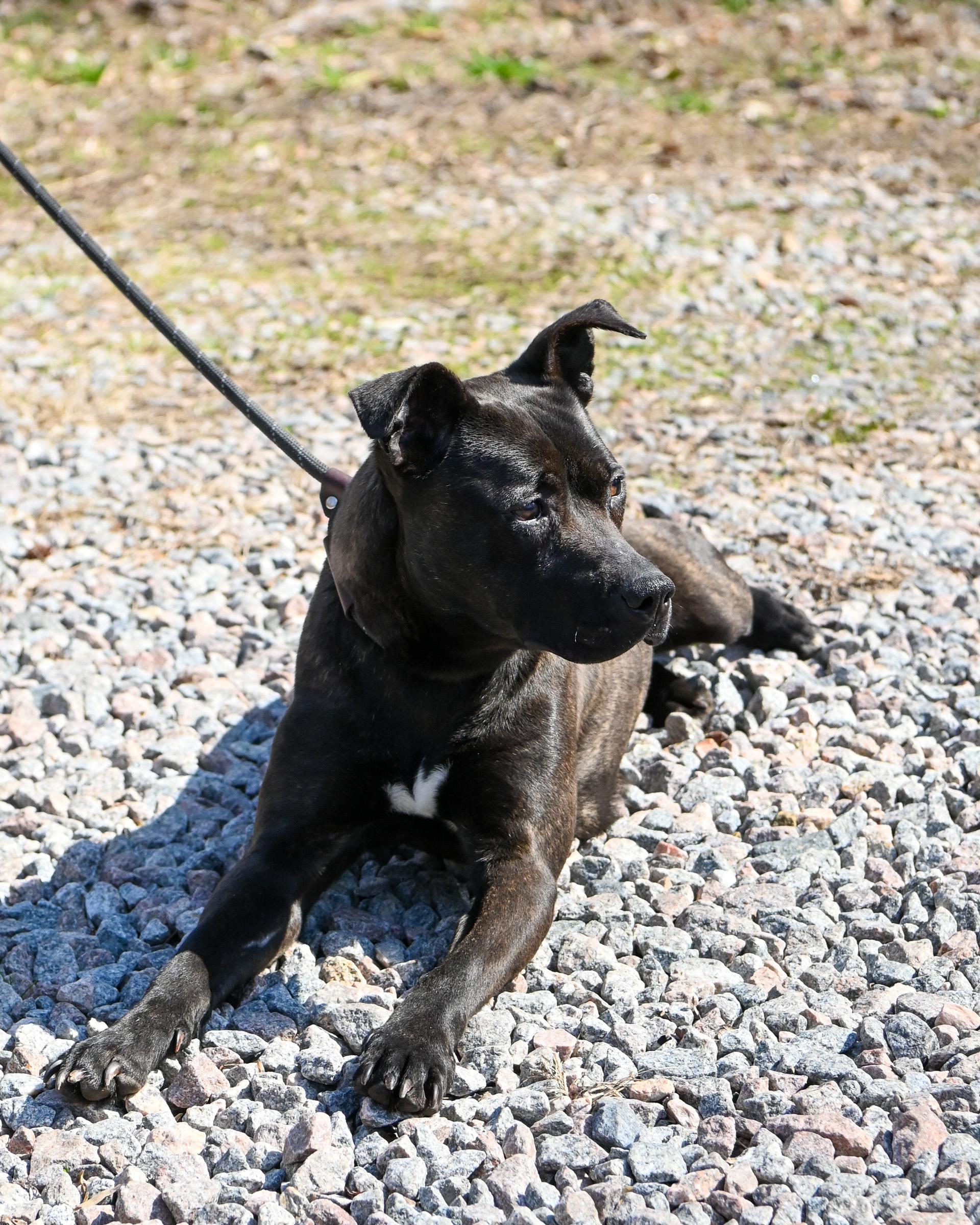 Enlarge Foxie, a Adoptable mixed breed in Petersburg, VA image 4/6