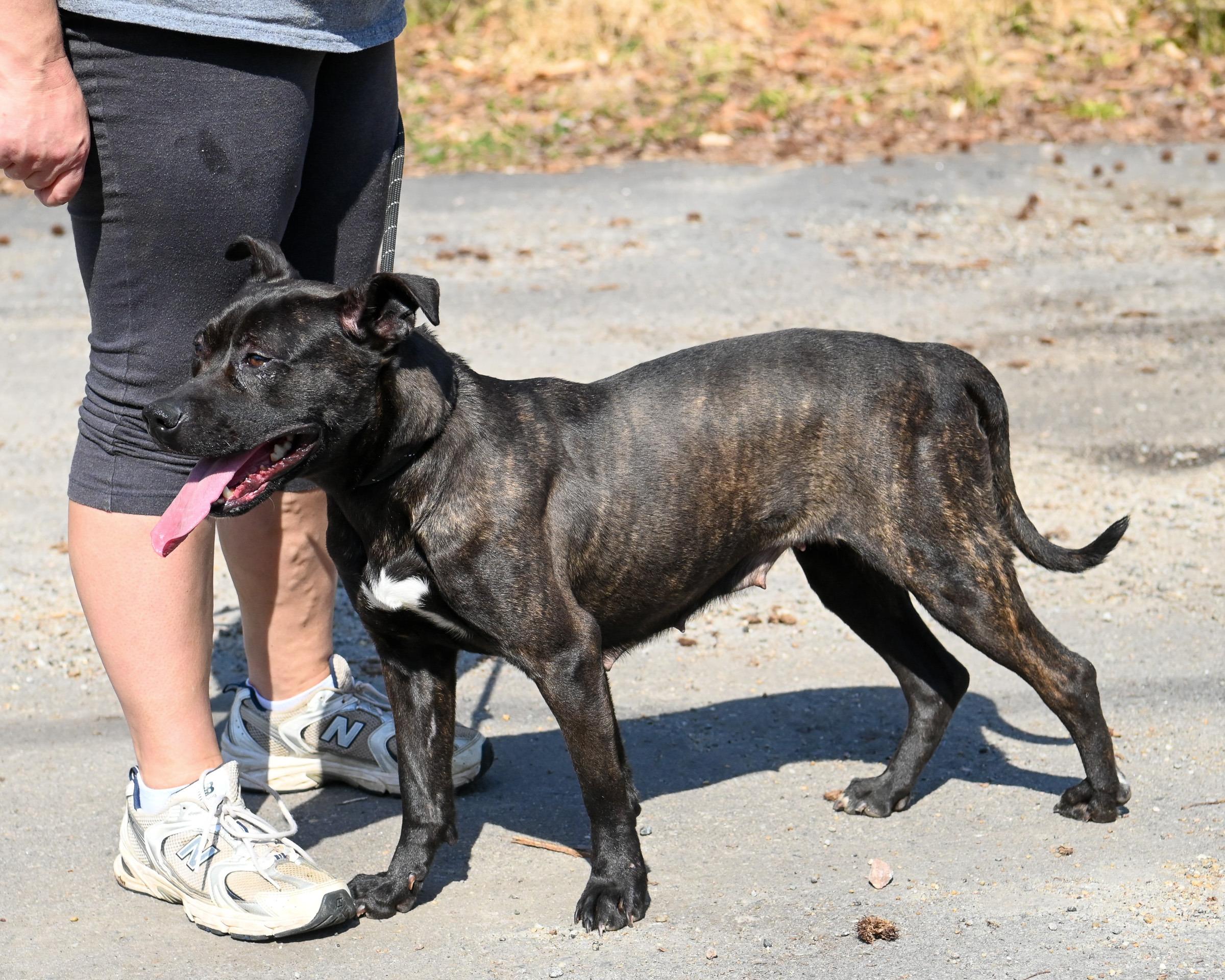 Enlarge Foxie, a Adoptable mixed breed in Petersburg, VA image 5/6