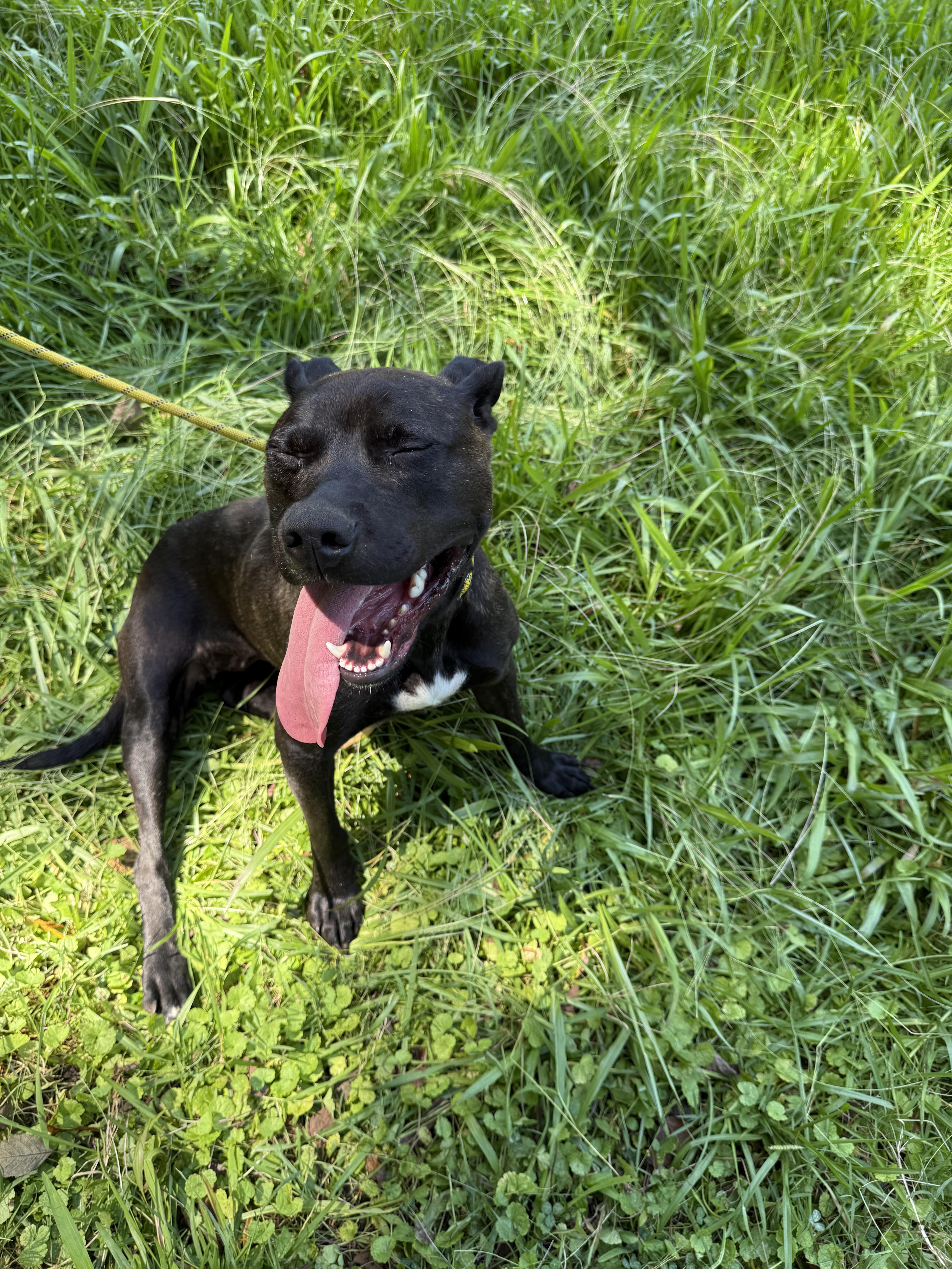 Foxie, a Adoptable mixed breed in Petersburg, VA image 3/6