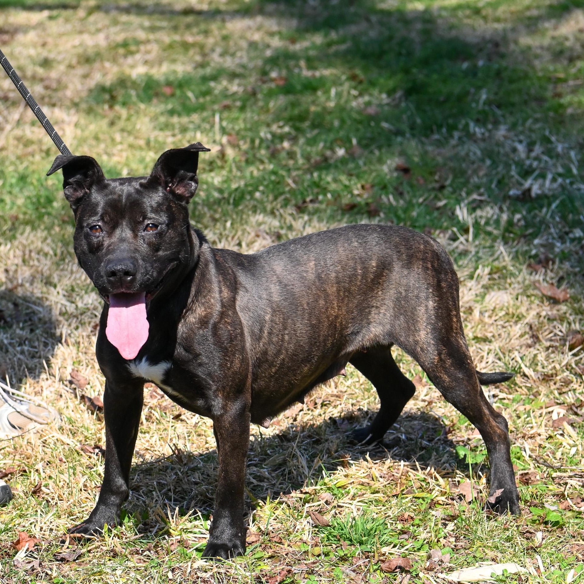 Foxie, Adoptable, Young Female Dutch Shepherd.