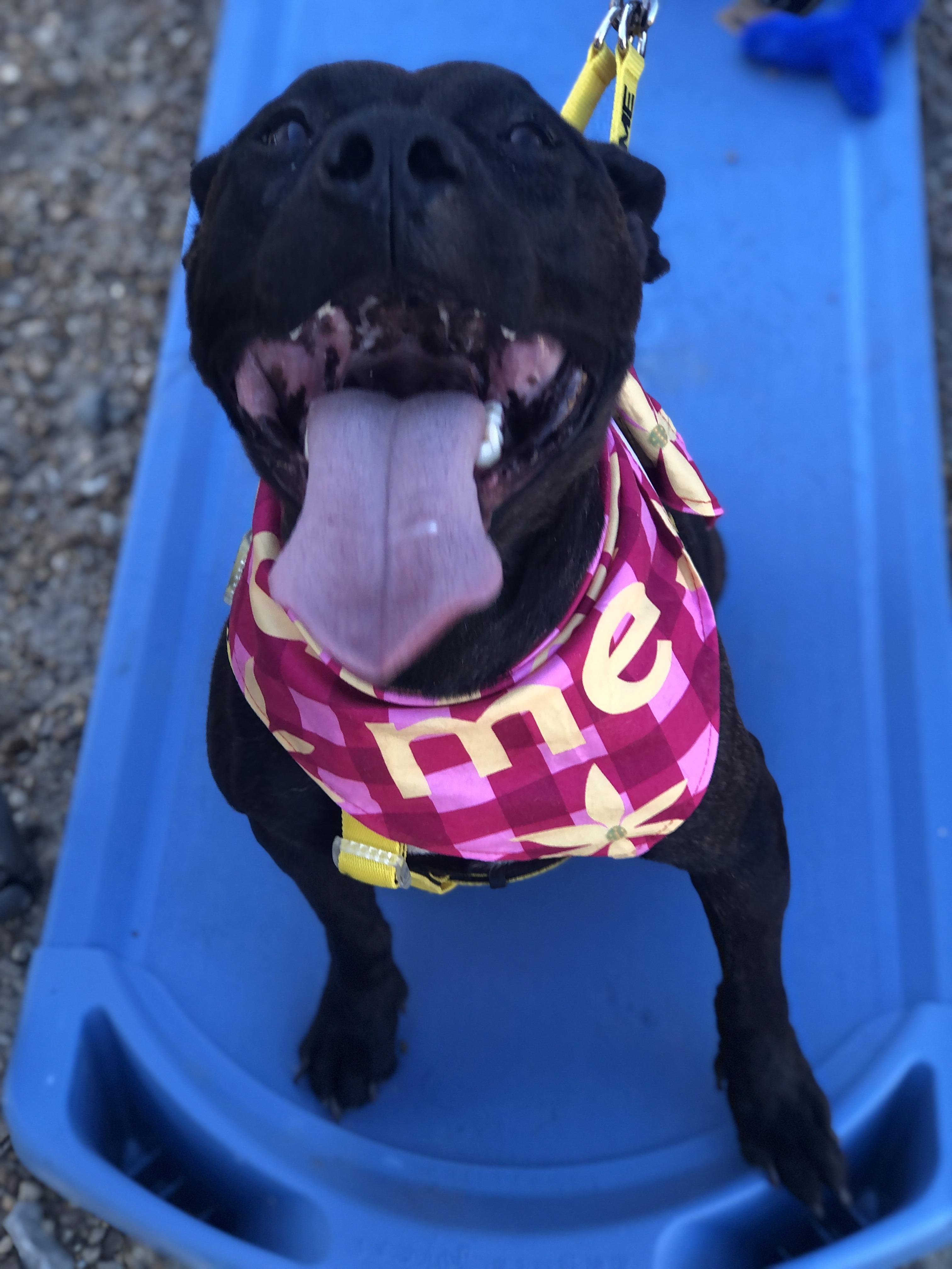 Enlarge Foxie, a Adoptable mixed breed in Petersburg, VA image 3/6