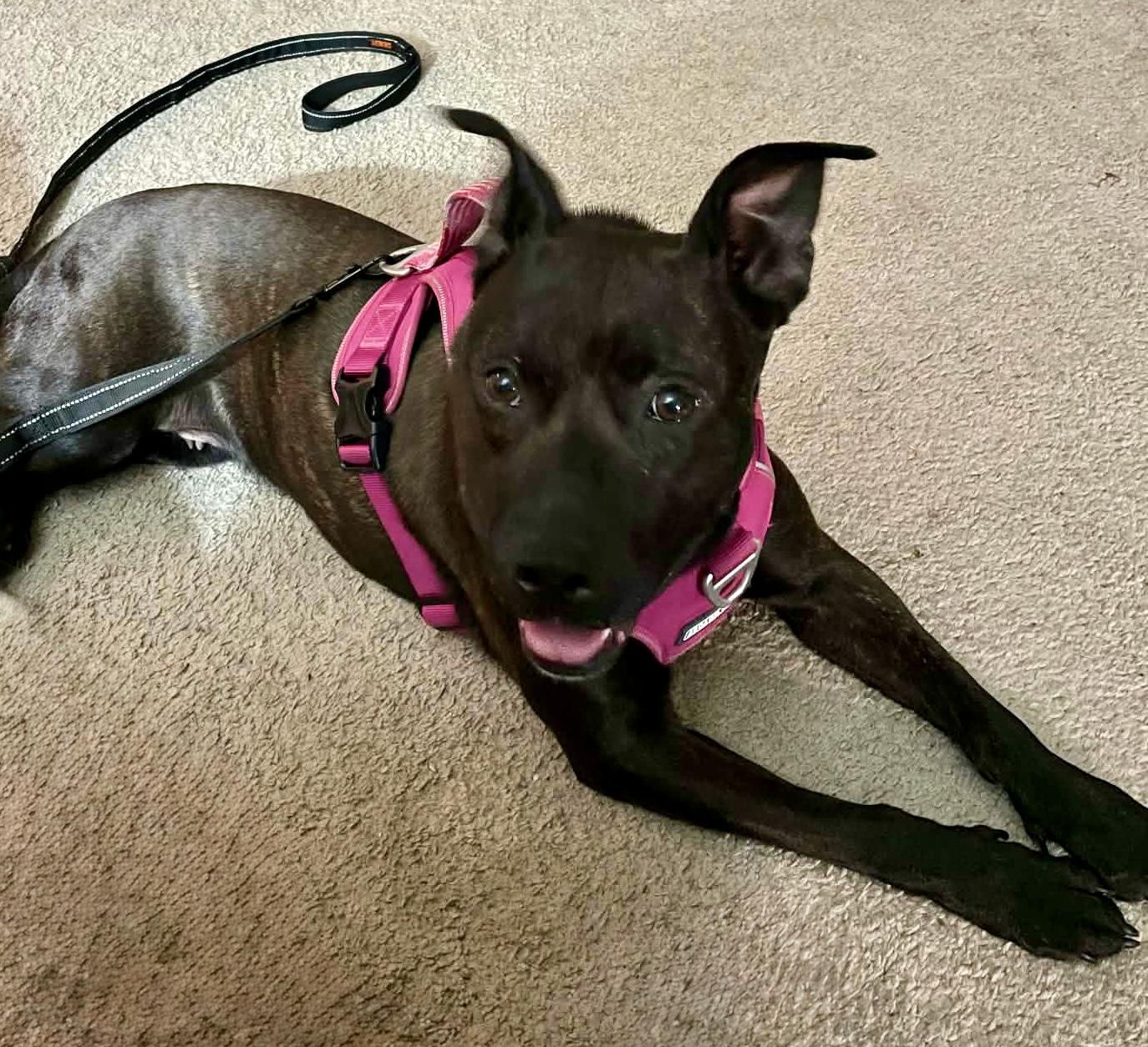 Foxie (in foster), Adoptable, Adult Female Dutch Shepherd.