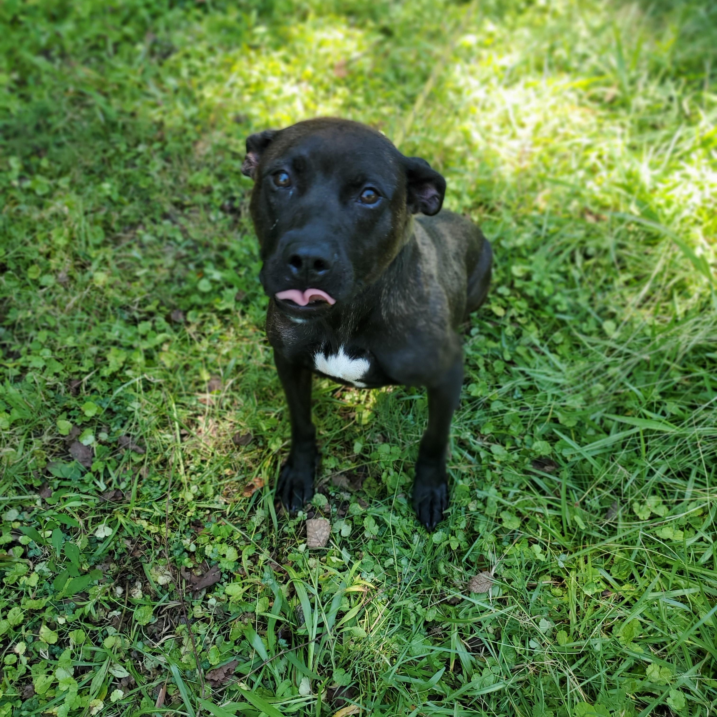 Foxie, a Adoptable mixed breed in Petersburg, VA image 1/6