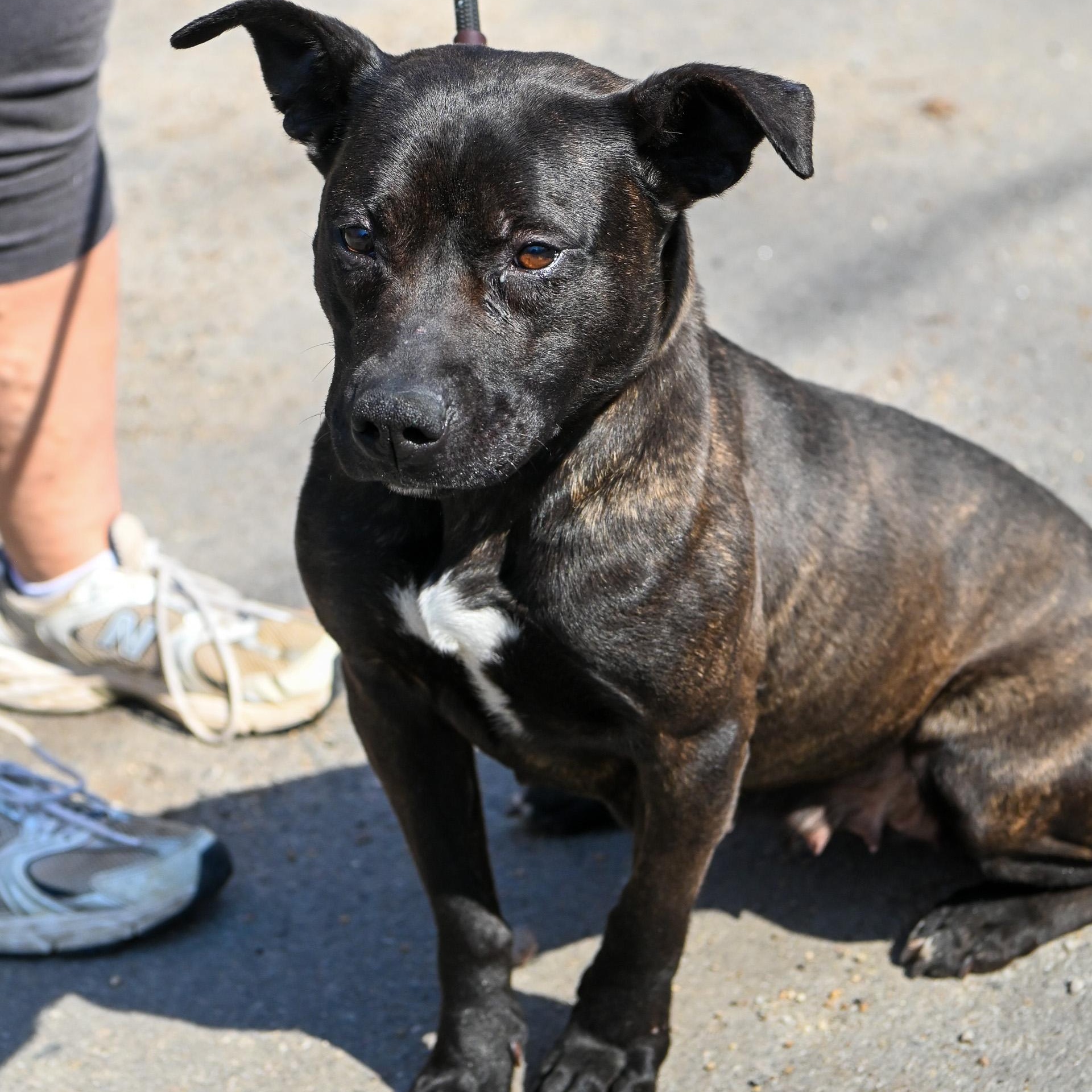 Enlarge Foxie, a Adoptable mixed breed in Petersburg, VA image 2/6