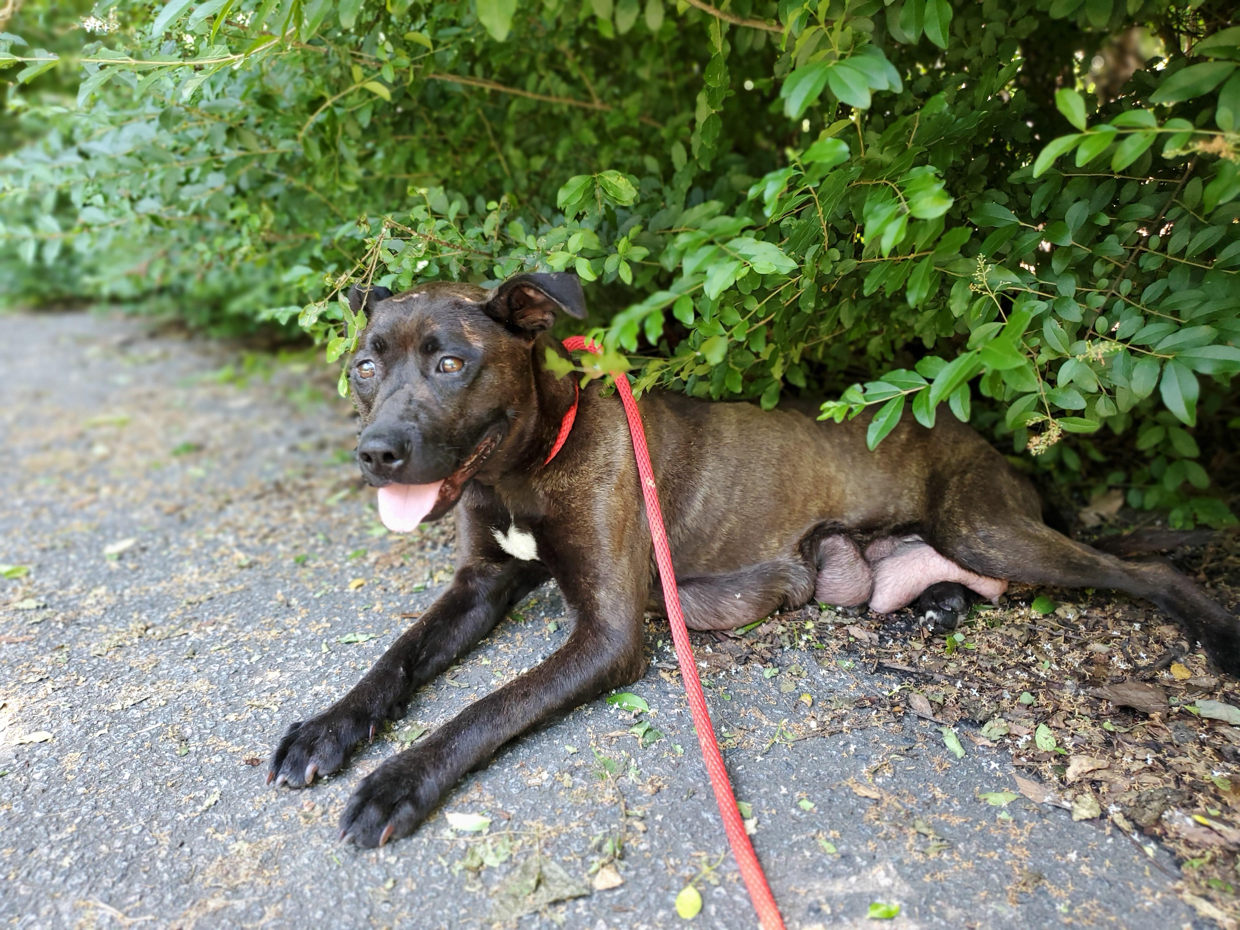 Foxie, a Adoptable mixed breed in Petersburg, VA image 6/6