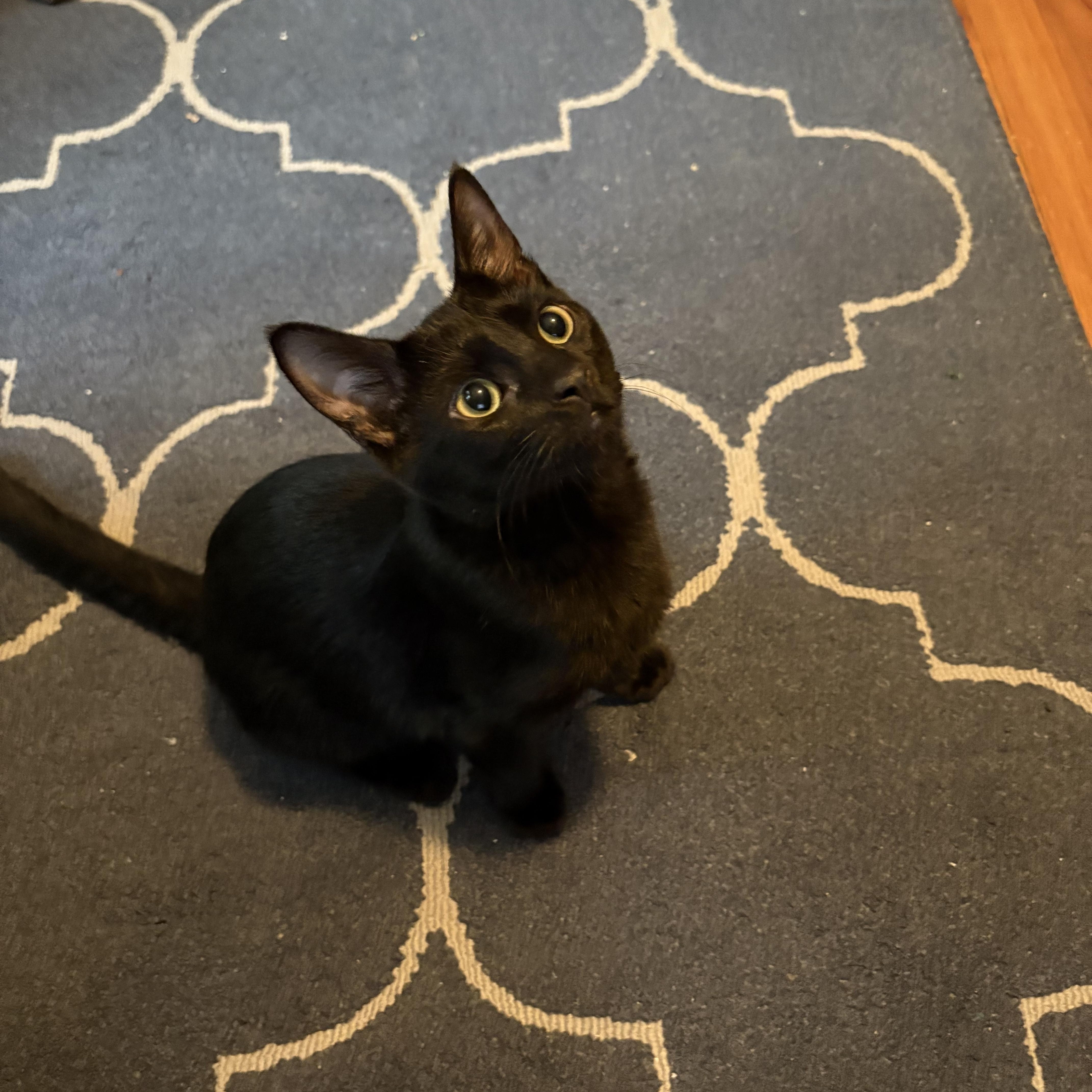 Mudpie, an adopted Domestic Short Hair in Austintown, OH image 2/2