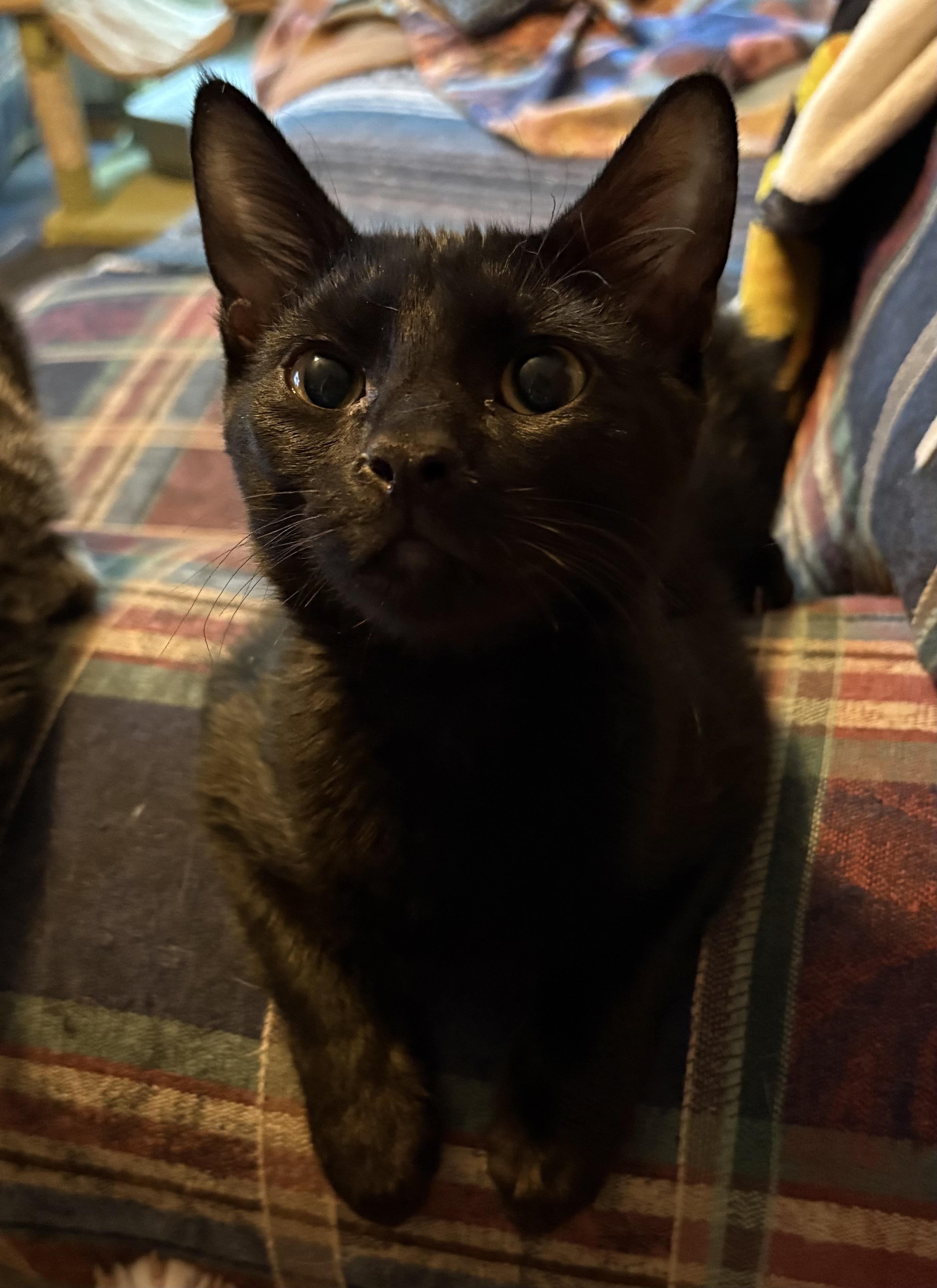 Mudpie, Adoptable, Young Male Domestic Short Hair.