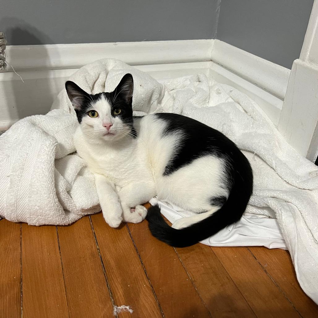 Enlarge Freddie, a Adoptable Domestic Short Hair in Chicago, IL image 1/1