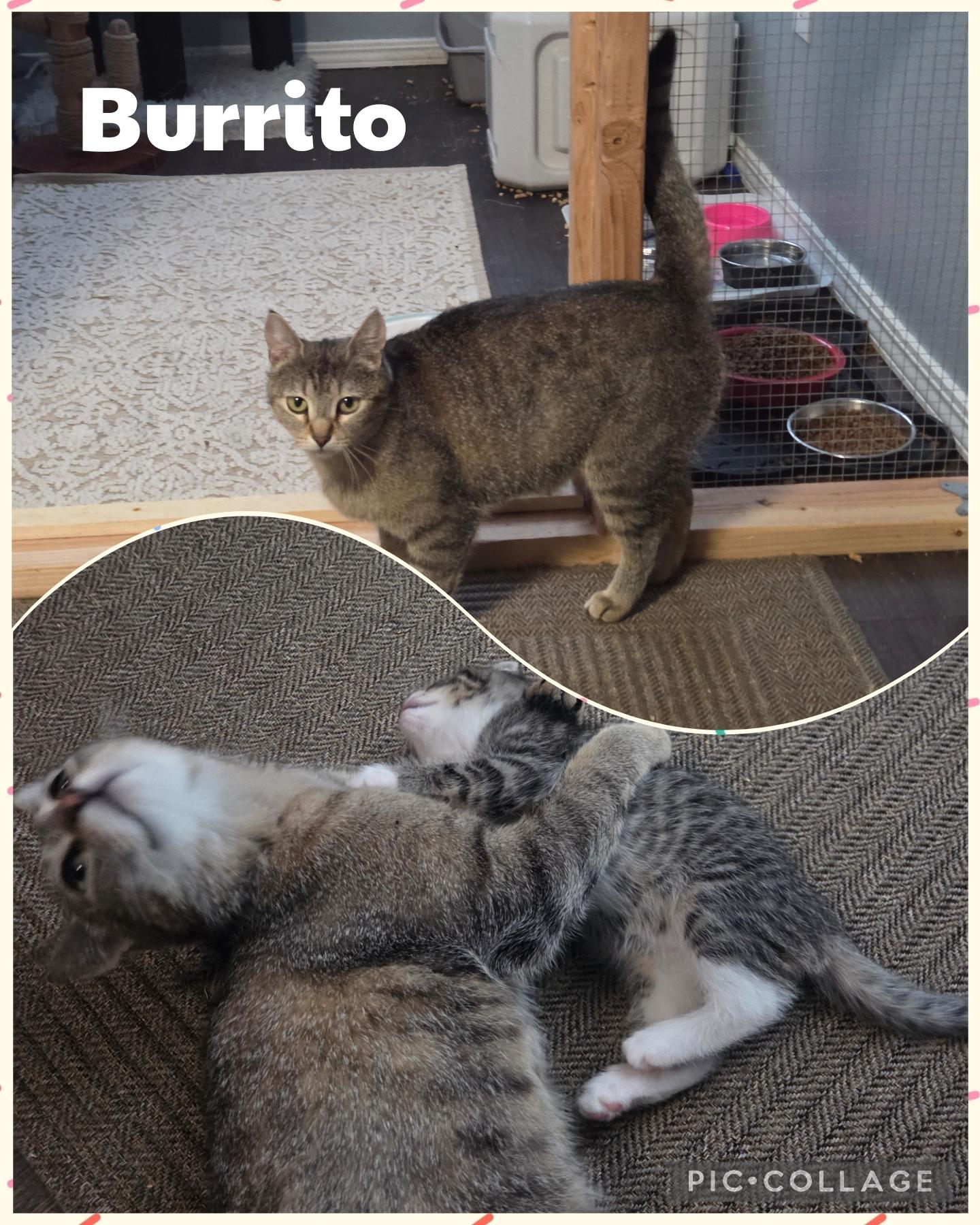 Enlarge Burrito, a Adoptable Domestic Short Hair in Newberg, OR image 1/1