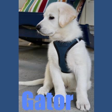 Gator
