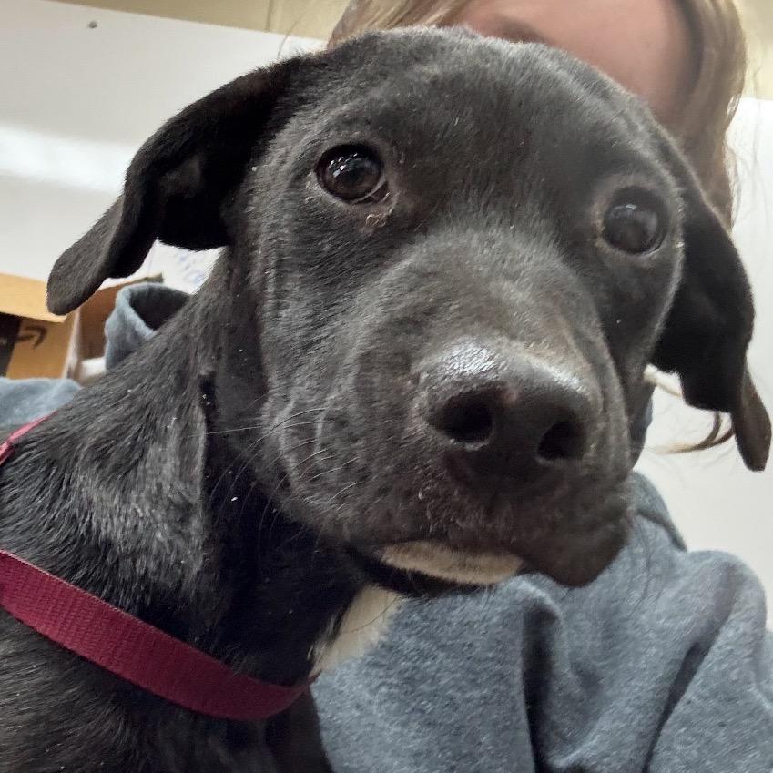 Enlarge Lloyd, a Adoptable mixed breed in Fargo, ND image 2/3