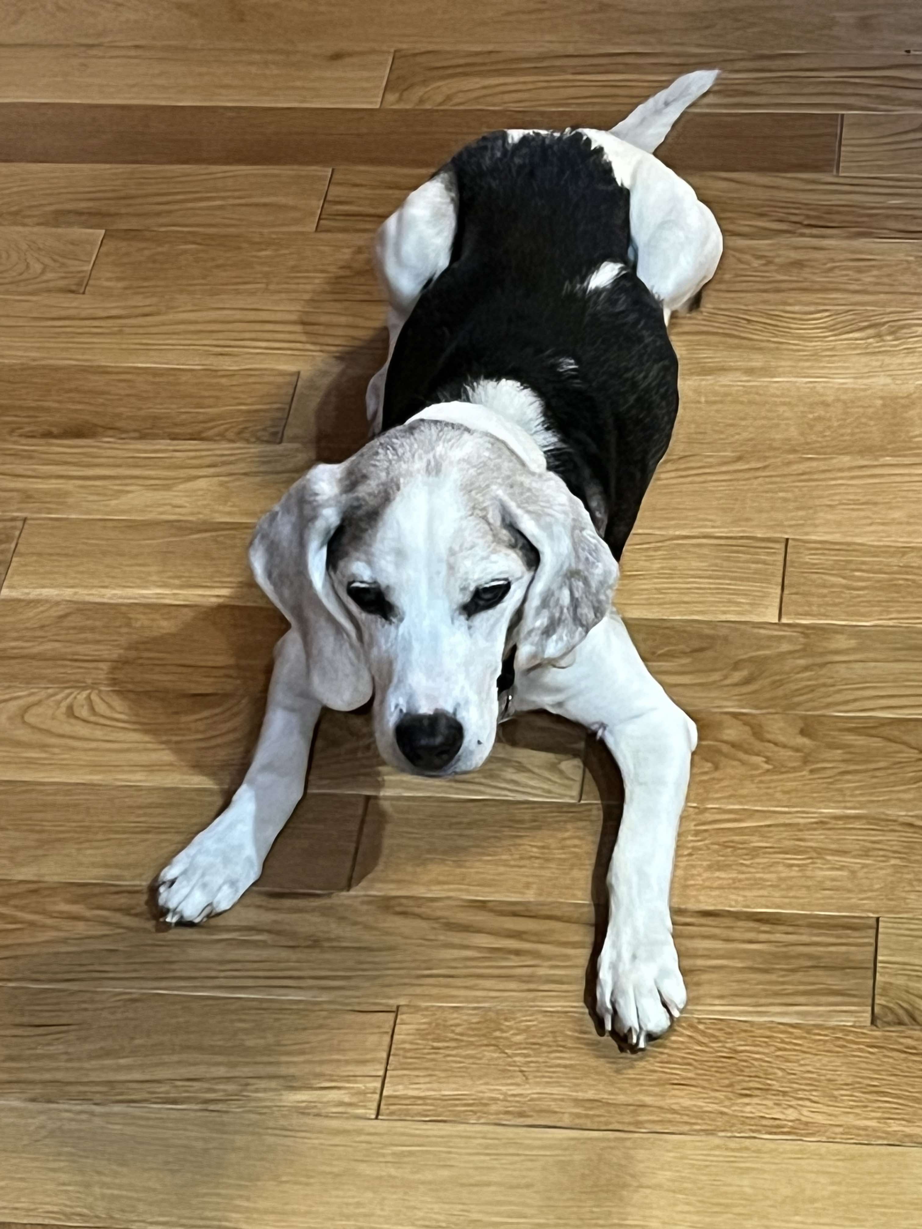 River, Adoptable, Senior Male Beagle.