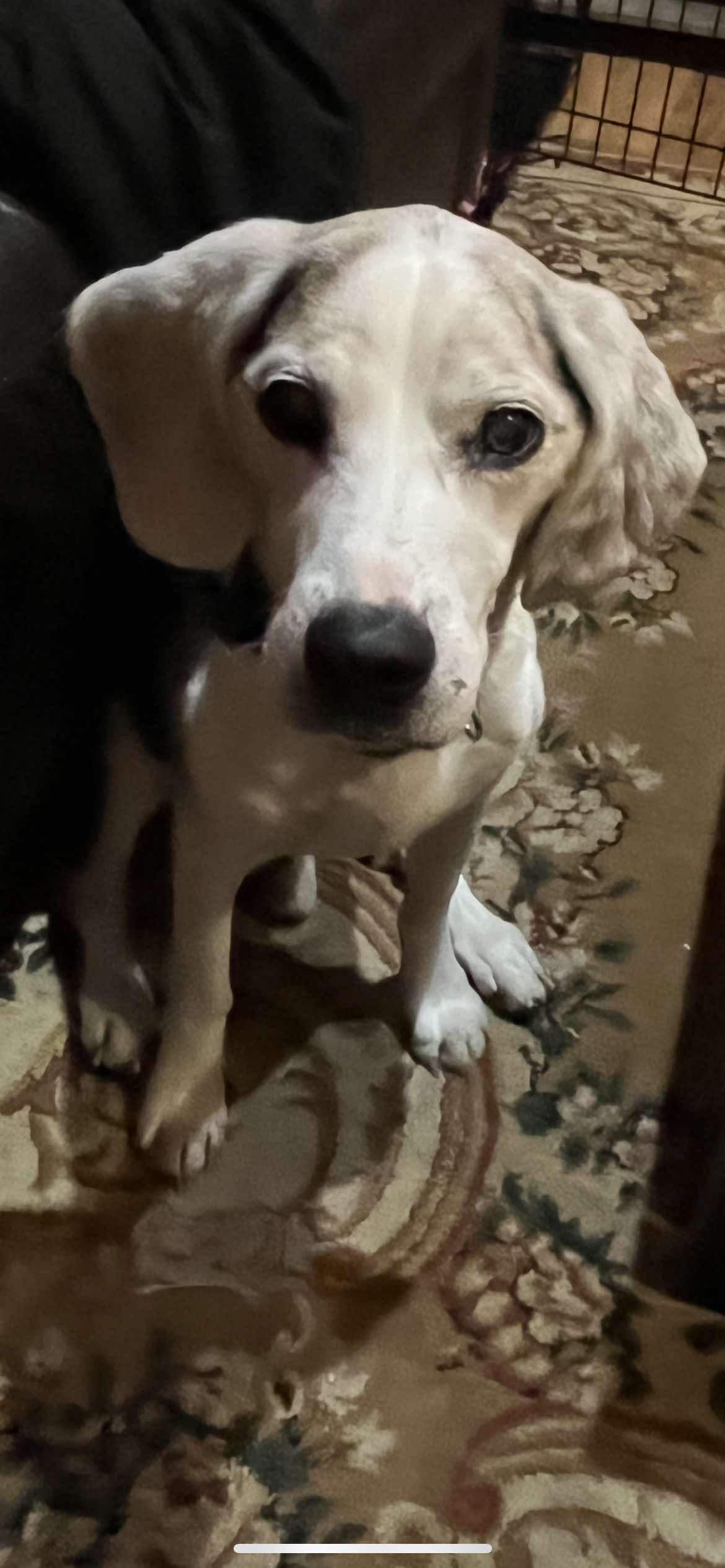 River, a Adoptable mixed breed in kingston, NY image 2/2