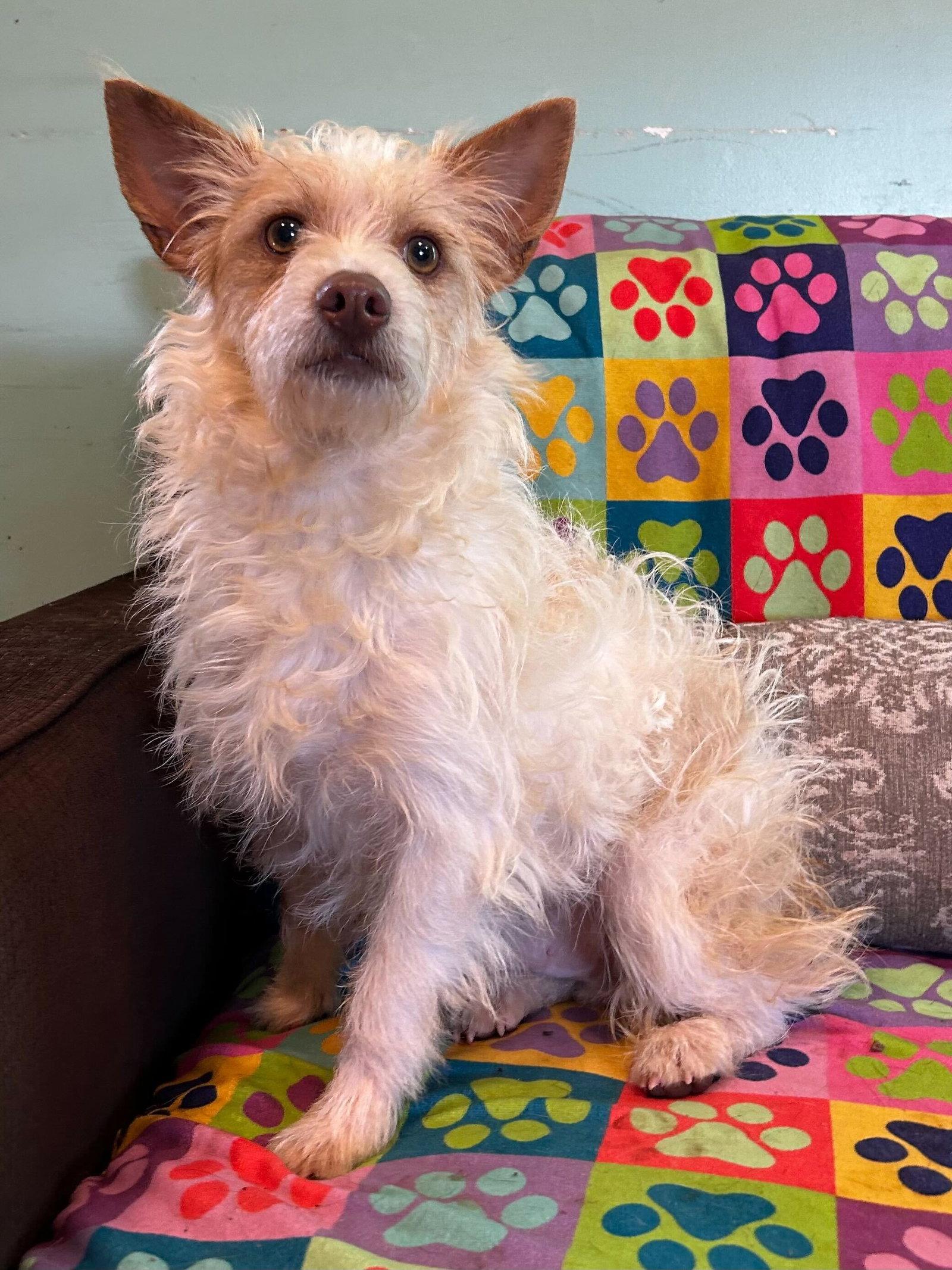 Nathan Mar 25, adopted, Young Male Yorkshire Terrier & Chihuahua.