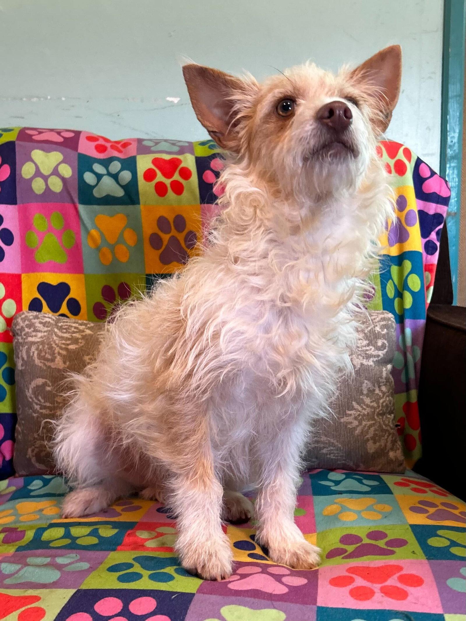 Enlarge Nathan Mar 25, an adopted mixed breed in Pacolet, SC image 2/3