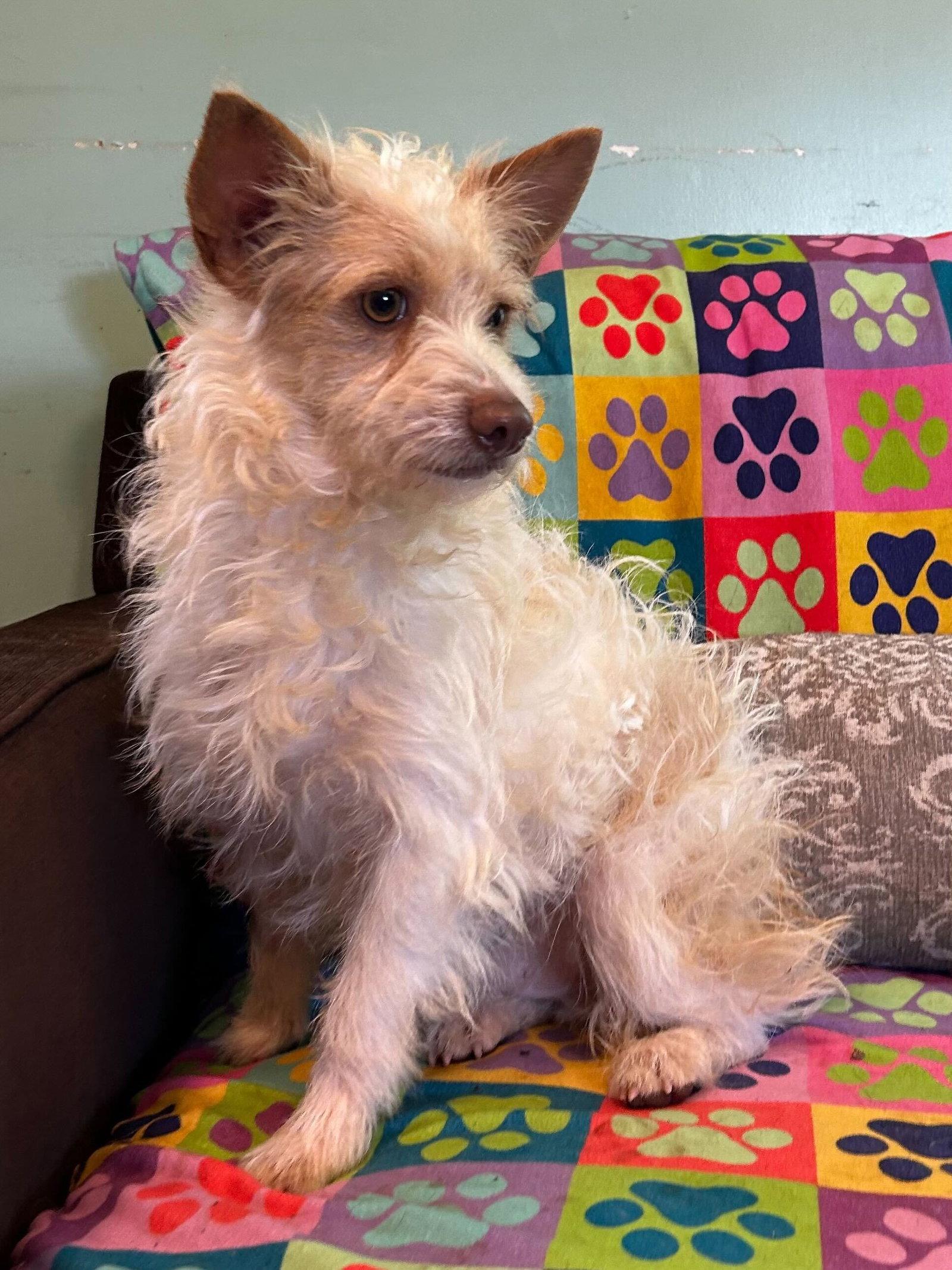 Enlarge Nathan Mar 25, an adopted mixed breed in Pacolet, SC image 3/3