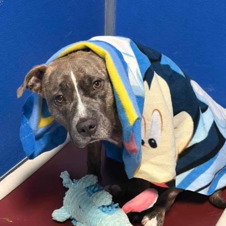 Enlarge Tiny Ask to Meet! In Foster!, a Adoptable mixed breed in Elyria, OH image 3/6
