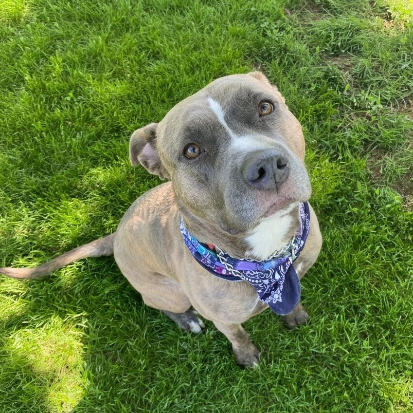 Enlarge Tiny Ask to Meet! In Foster!, a Adoptable mixed breed in Elyria, OH image 6/6