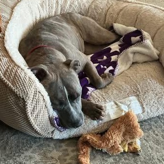 Enlarge Tiny Ask to Meet! In Foster!, a Adoptable mixed breed in Elyria, OH image 1/6