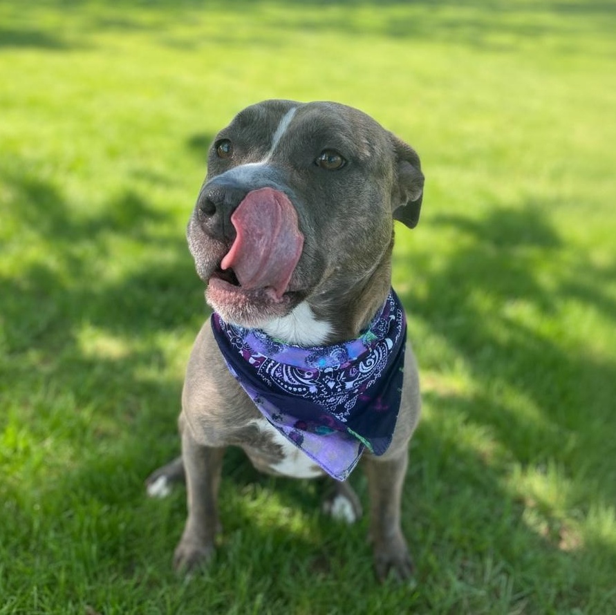 Enlarge Tiny Ask to Meet! In Foster!, a Adoptable mixed breed in Elyria, OH image 2/6