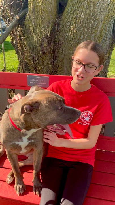 Enlarge Tiny Ask to Meet! In Foster!, a Adoptable mixed breed in Elyria, OH video 5/6