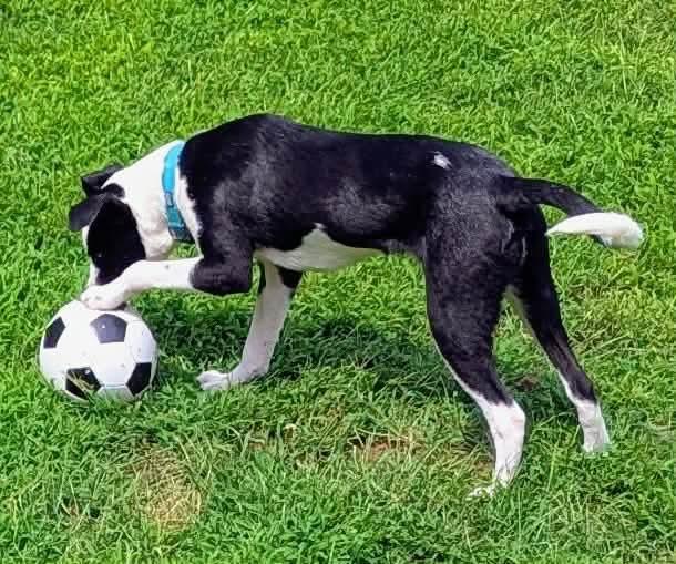 Enlarge Pluto, a Adopted mixed breed in Lewistown, PA image 2/3